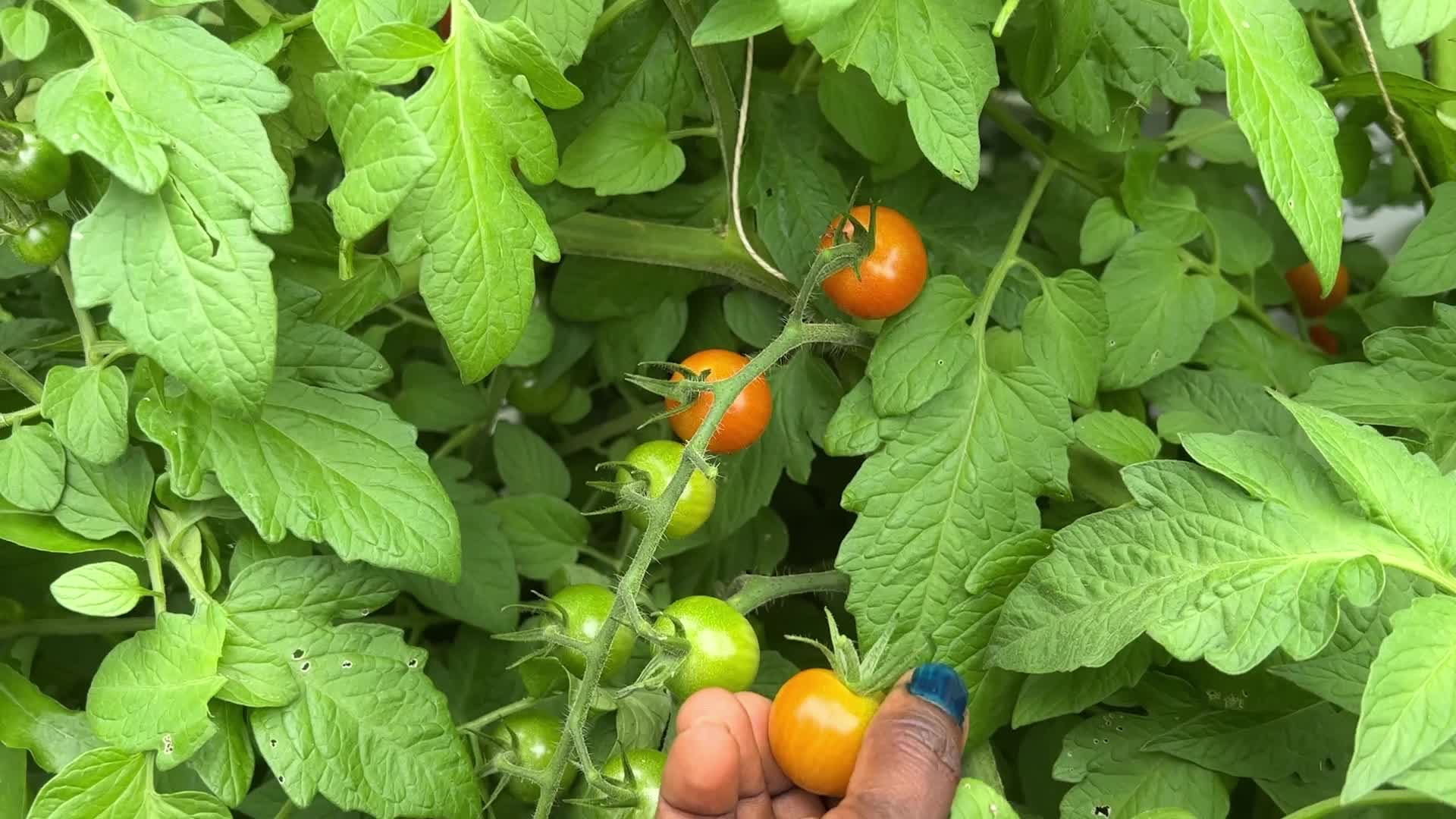 Harvesting cherry tomatoes in Toronto, Canada