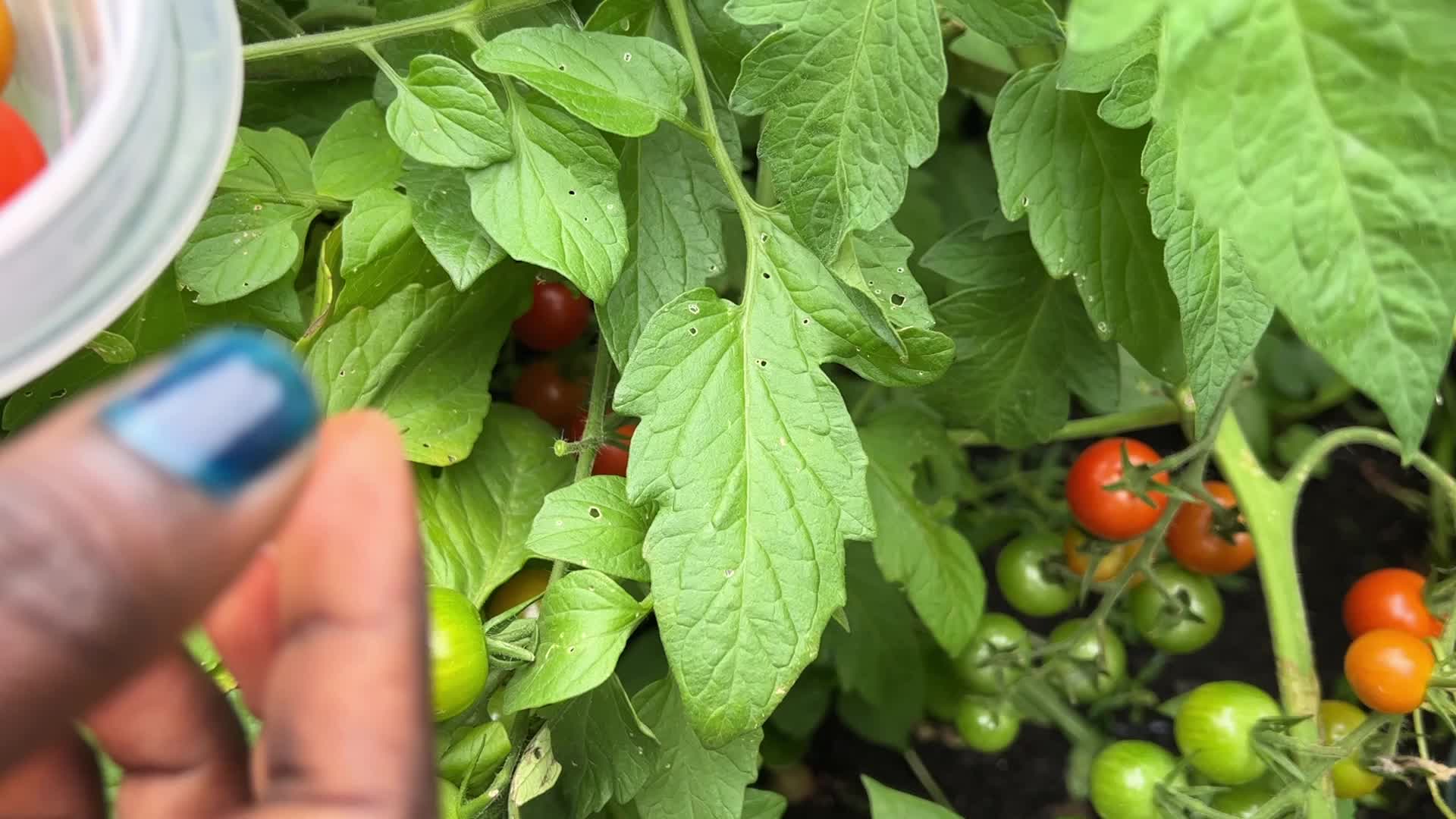 Harvesting cherry tomatoes in Toronto, Canada