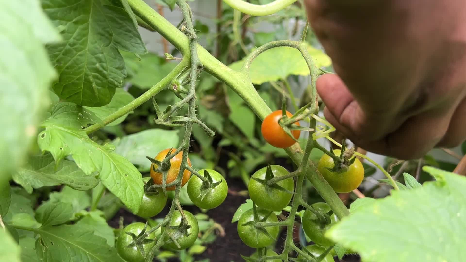 Harvesting cherry tomatoes in Toronto, Canada