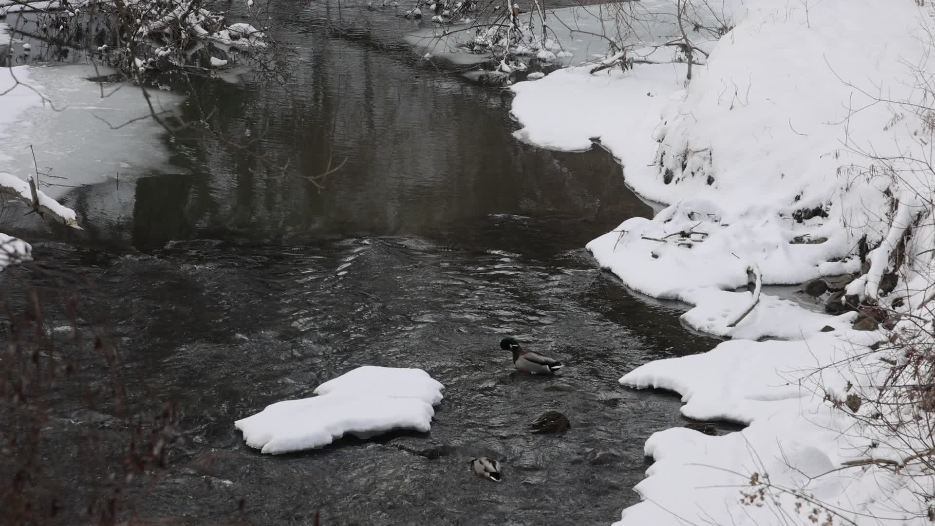 Daily life during Winter in Toronto, Canada