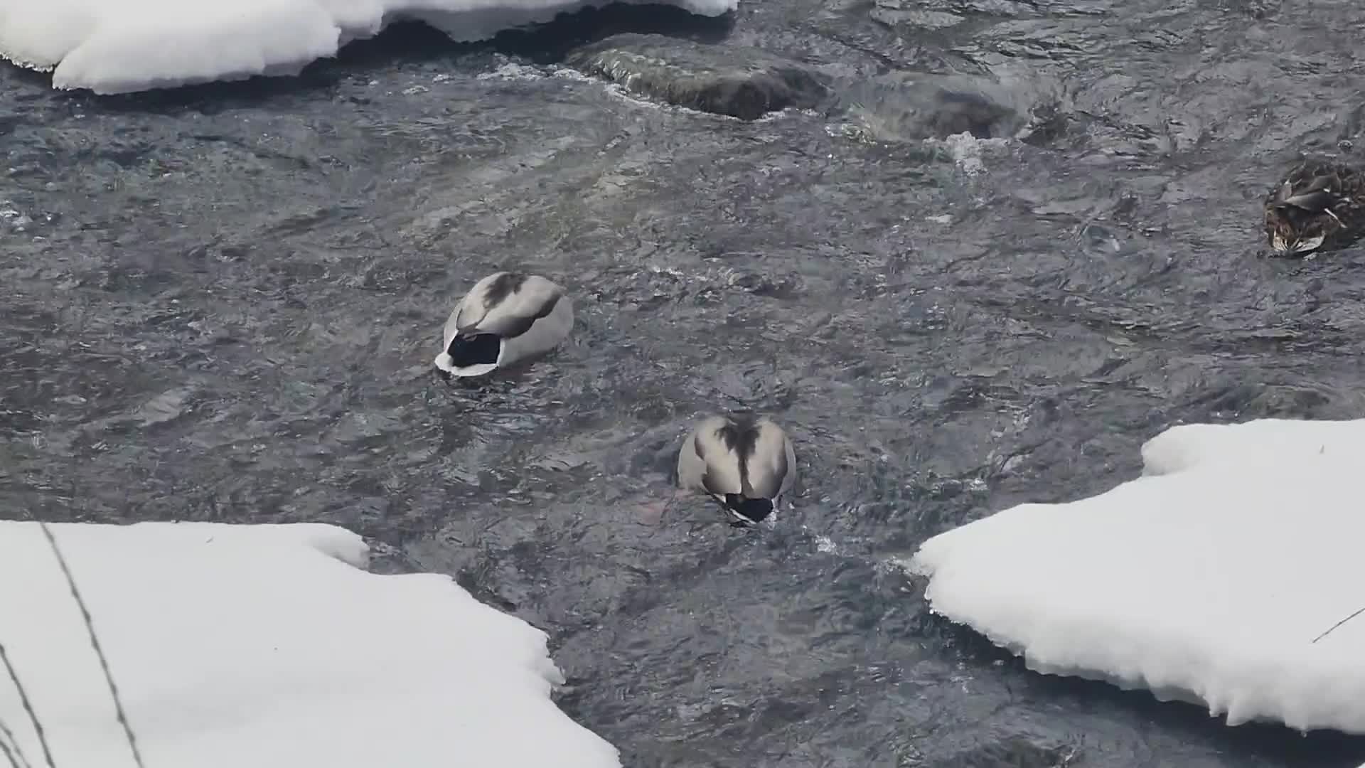 Daily life during Winter in Toronto, Canada