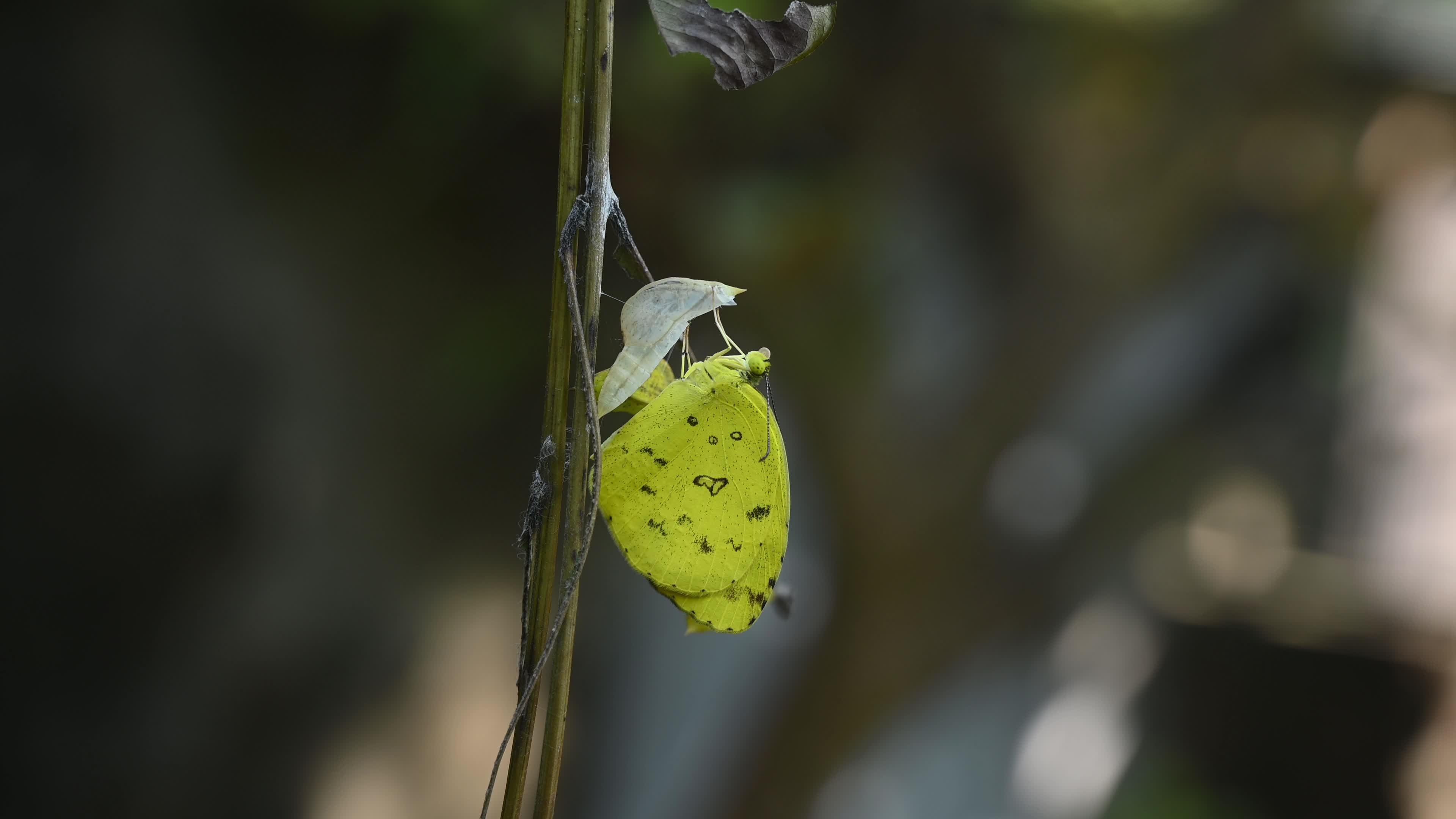 Eurema Hecabe - Common Grass Yellow Butterfly Emerging- Animal India
