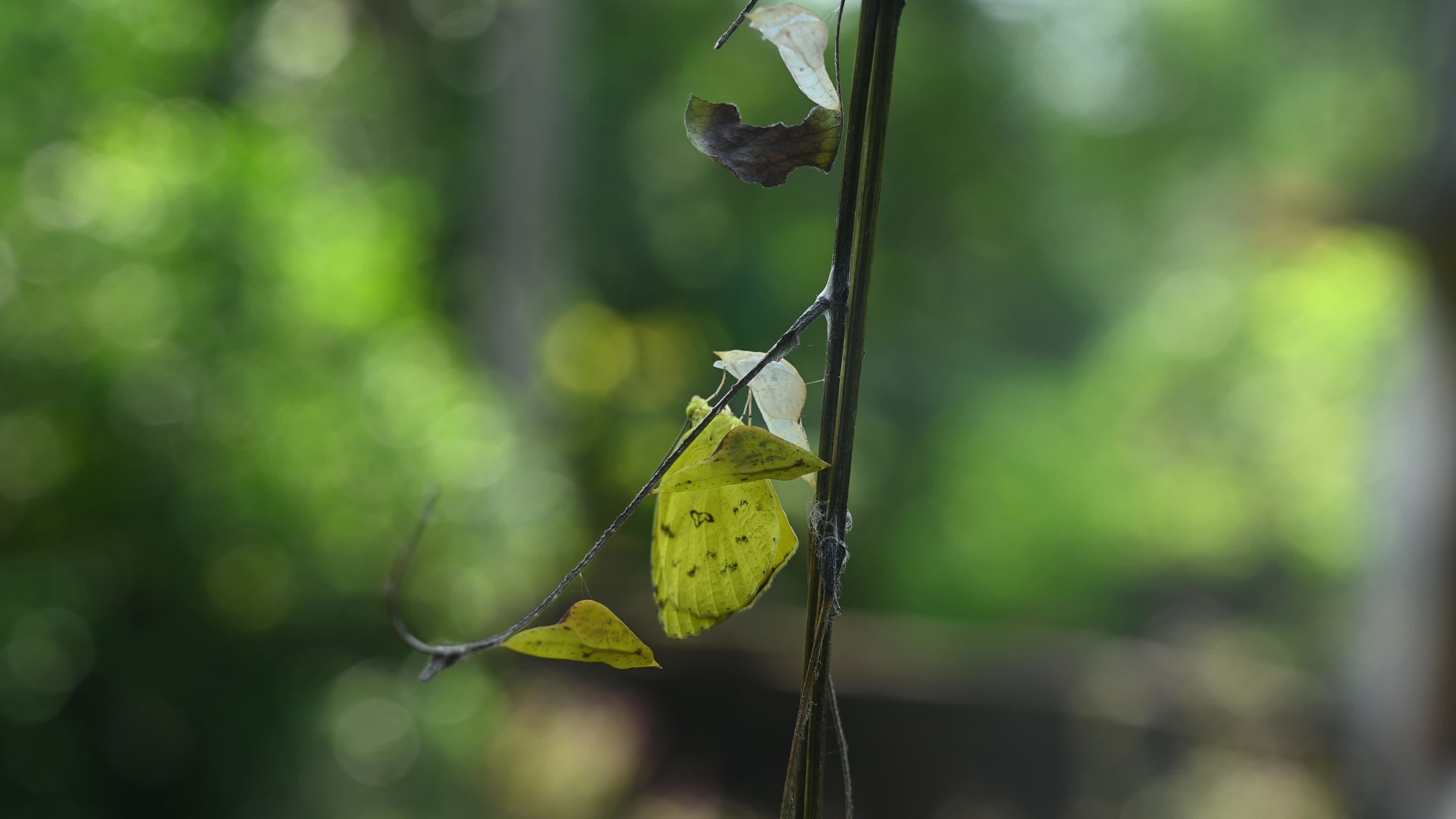 Eurema Hecabe - Common Grass Yellow Butterfly Emerging- Animal India
