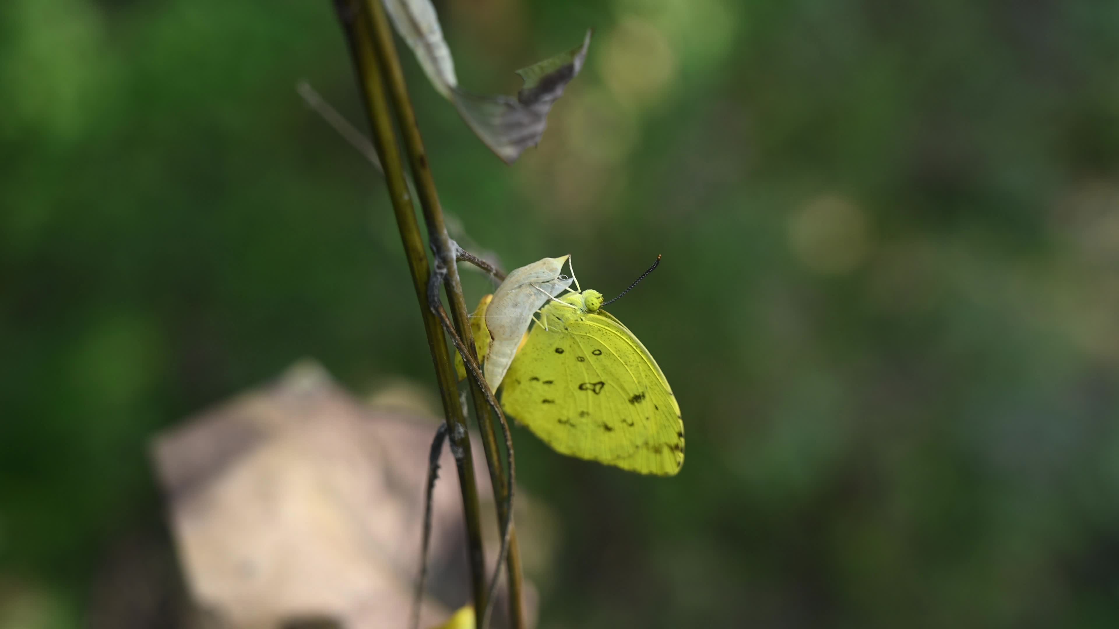 Eurema Hecabe - Common Grass Yellow Butterfly Emerging- Animal India
