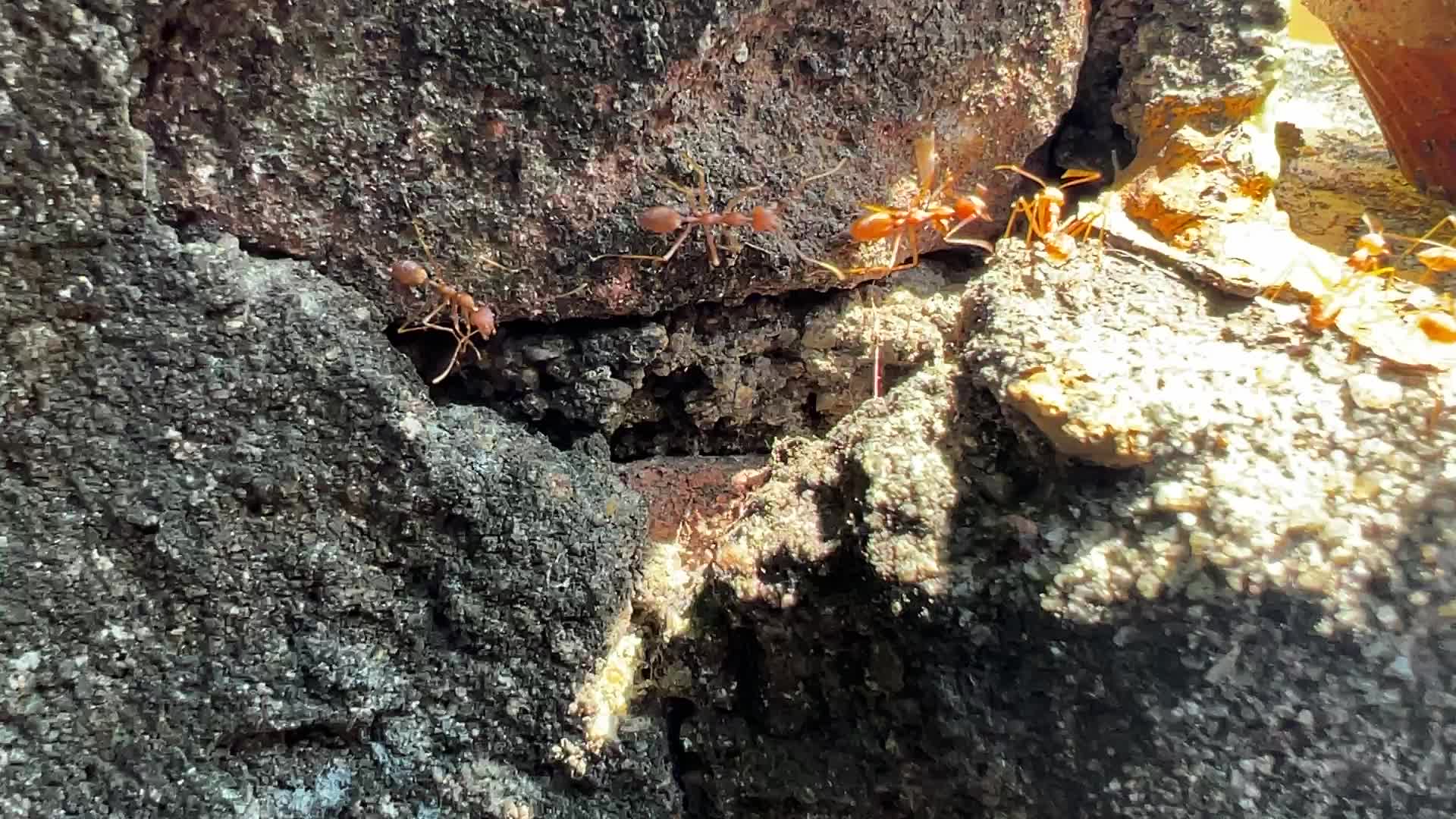 Ants crawling on a wall in Thiruvananthapuram
