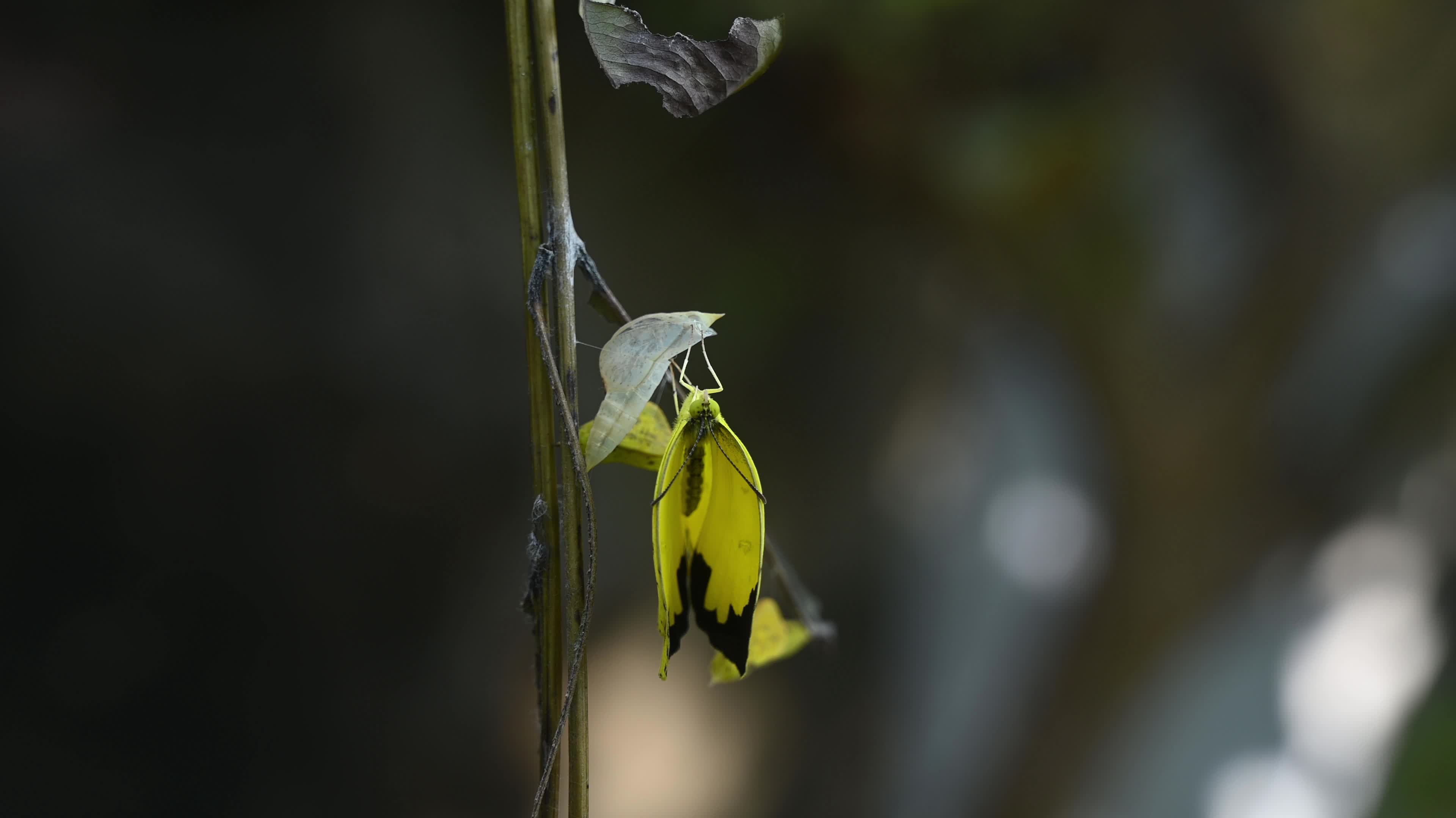 Eurema Hecabe - Common Grass Yellow Butterfly Emerging- Animal India
