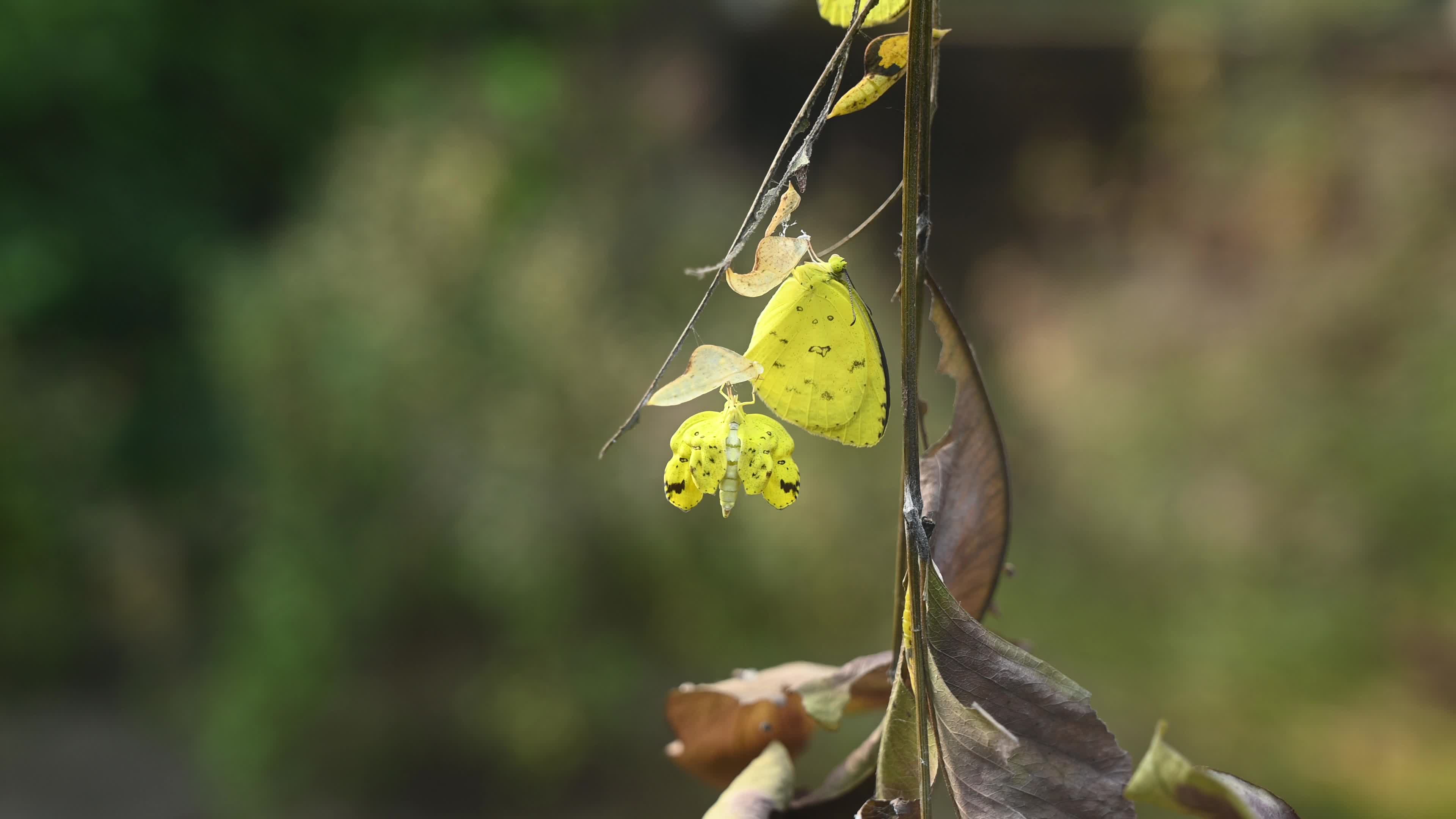 Eurema Hecabe - Common Grass Yellow Butterfly Emerging- Animal India
