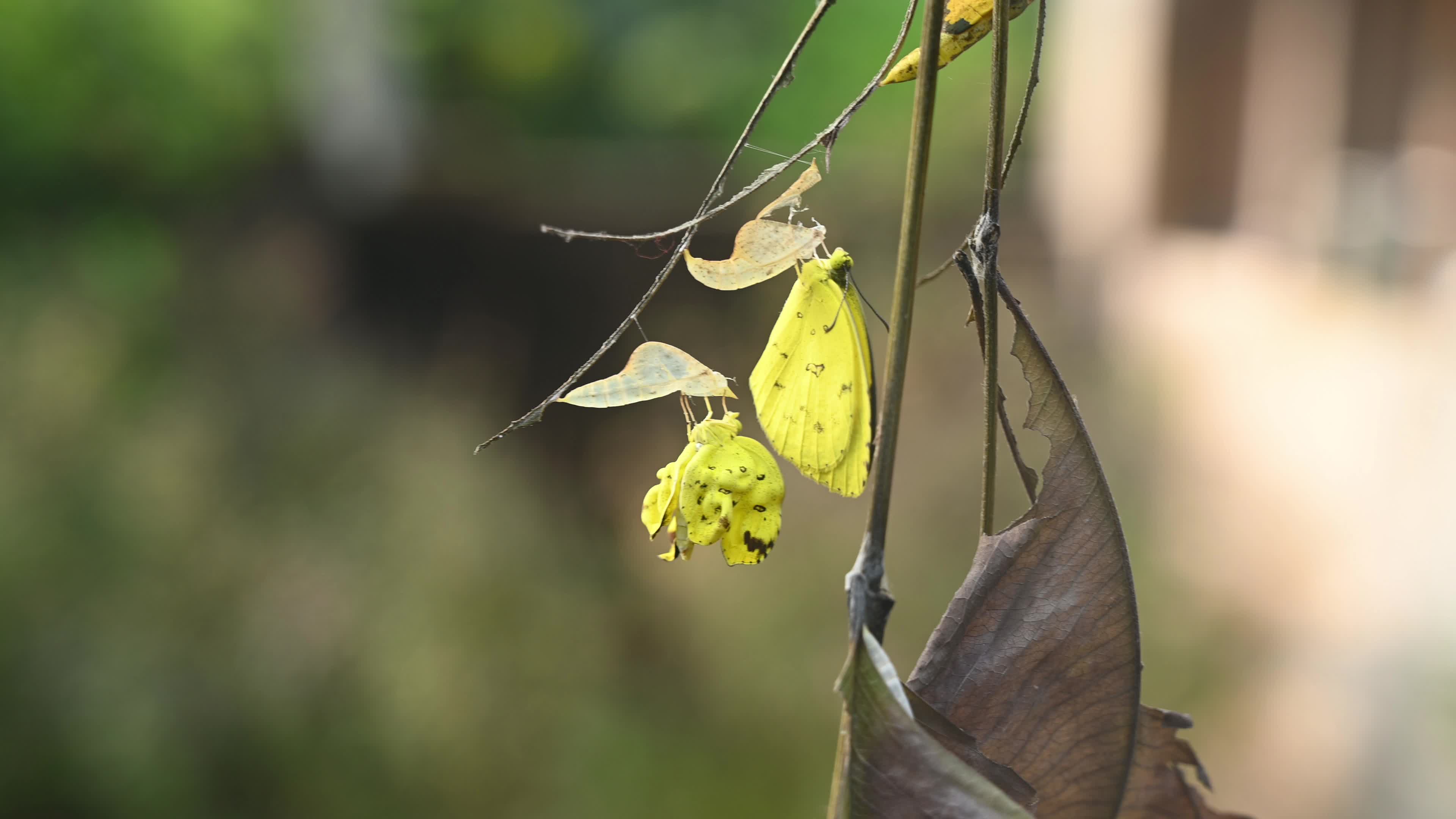 Eurema Hecabe - Common Grass Yellow Butterfly Emerging- Animal India
