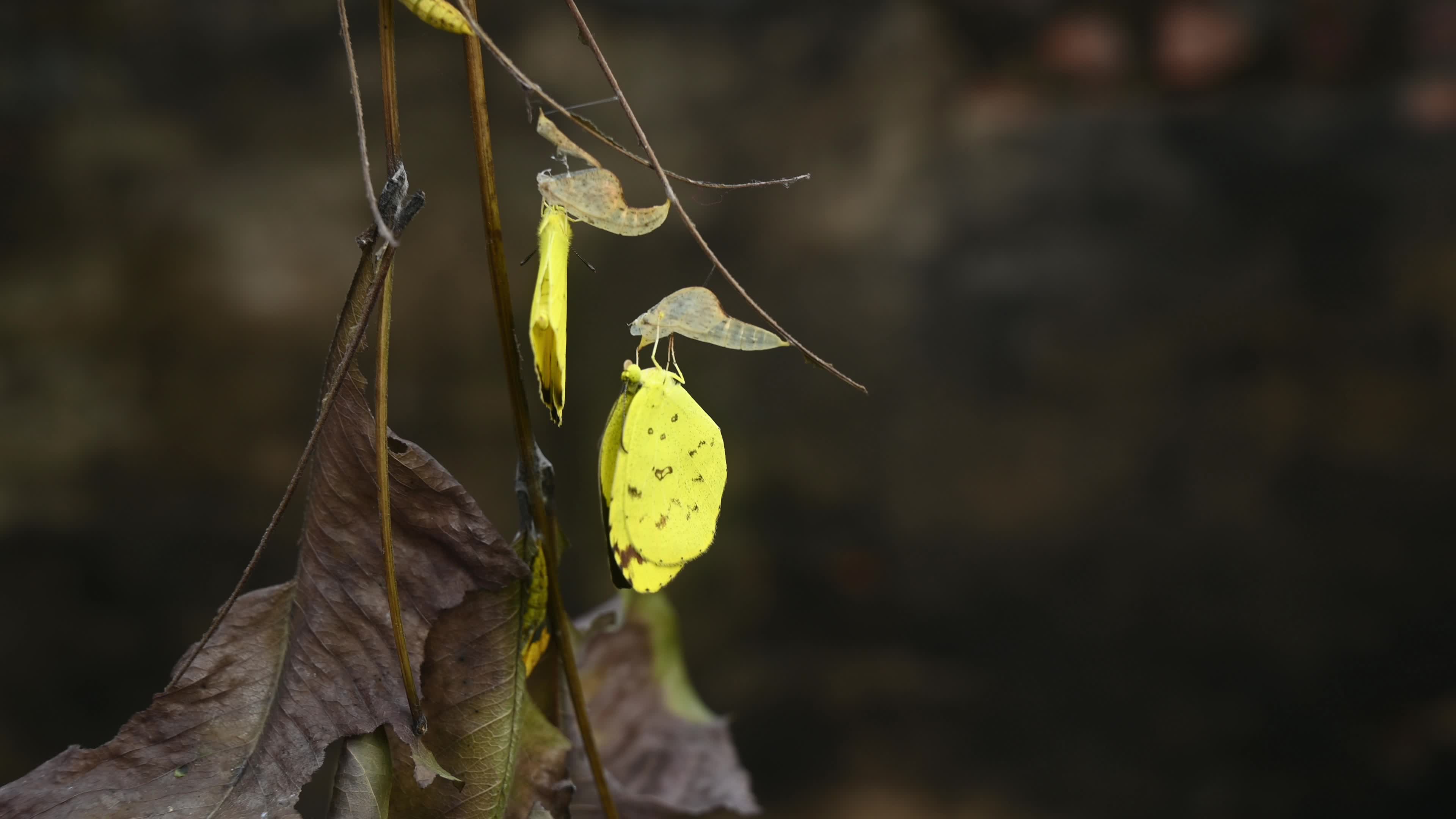 Eurema Hecabe - Common Grass Yellow Butterfly Emerging- Animal India
