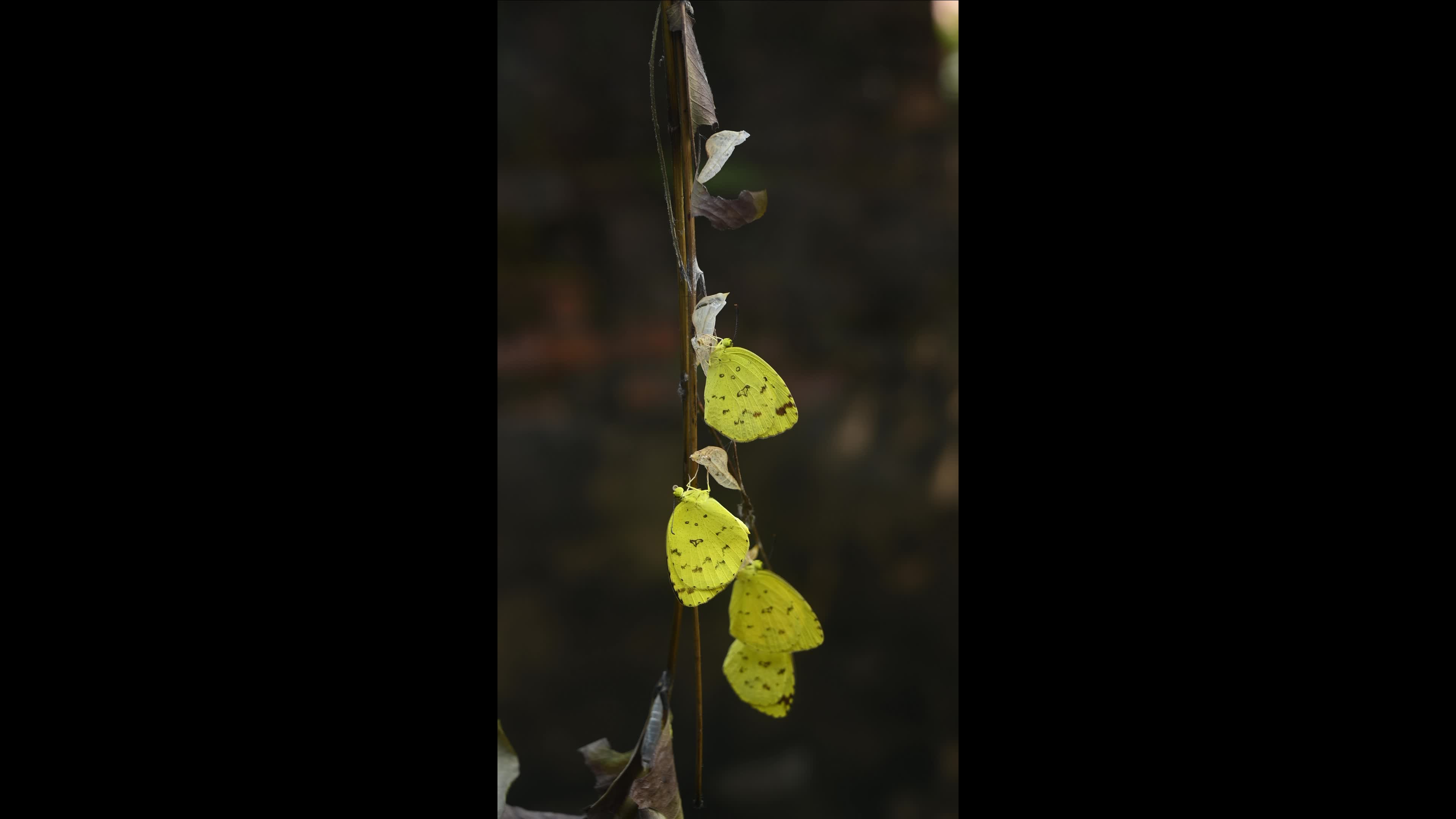 Eurema Hecabe - Common Grass Yellow Butterfly Emerging- Animal India
