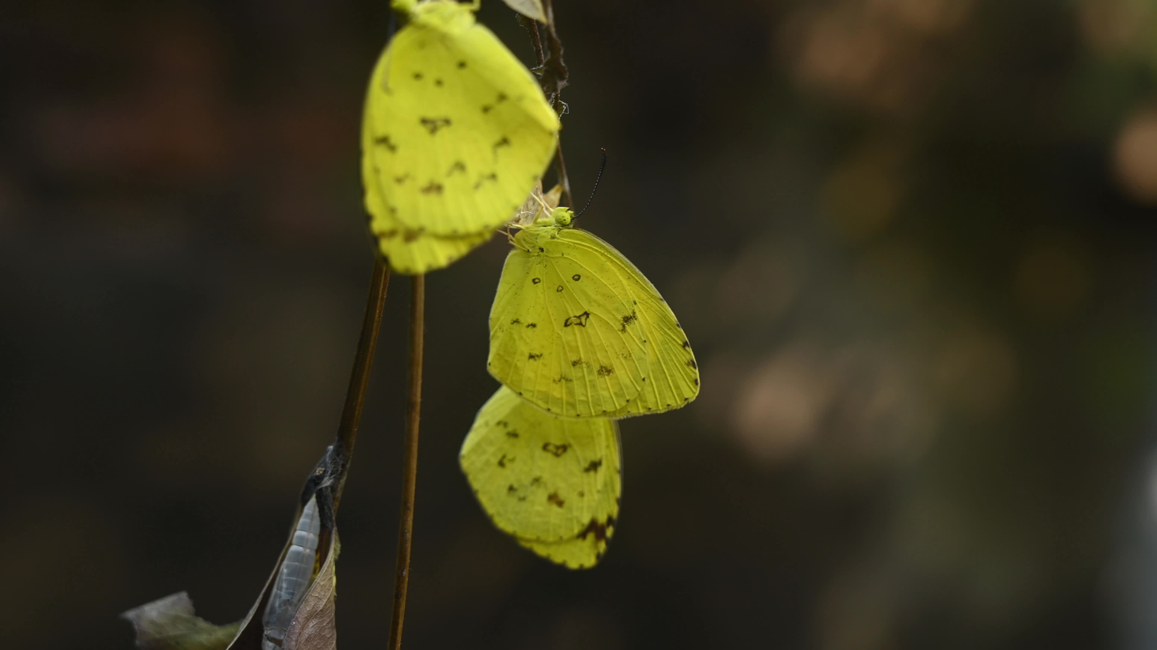 Eurema Hecabe - Common Grass Yellow Butterfly Emerging- Animal India

