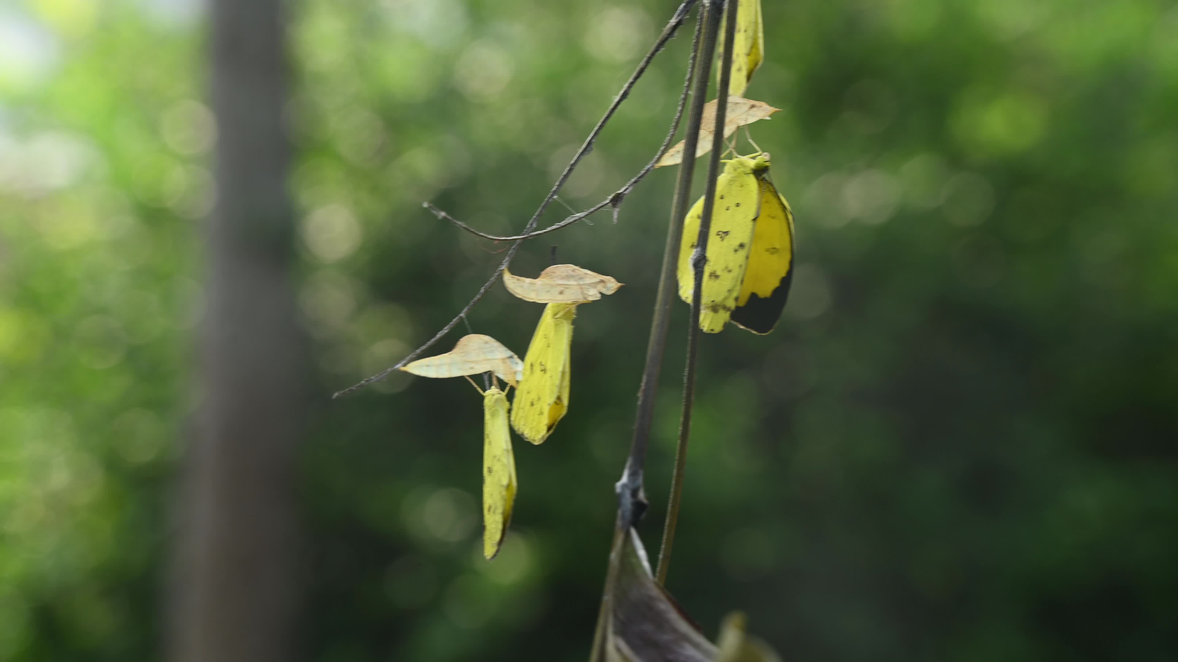 Eurema Hecabe - Common Grass Yellow Butterfly Emerging- Animal India
