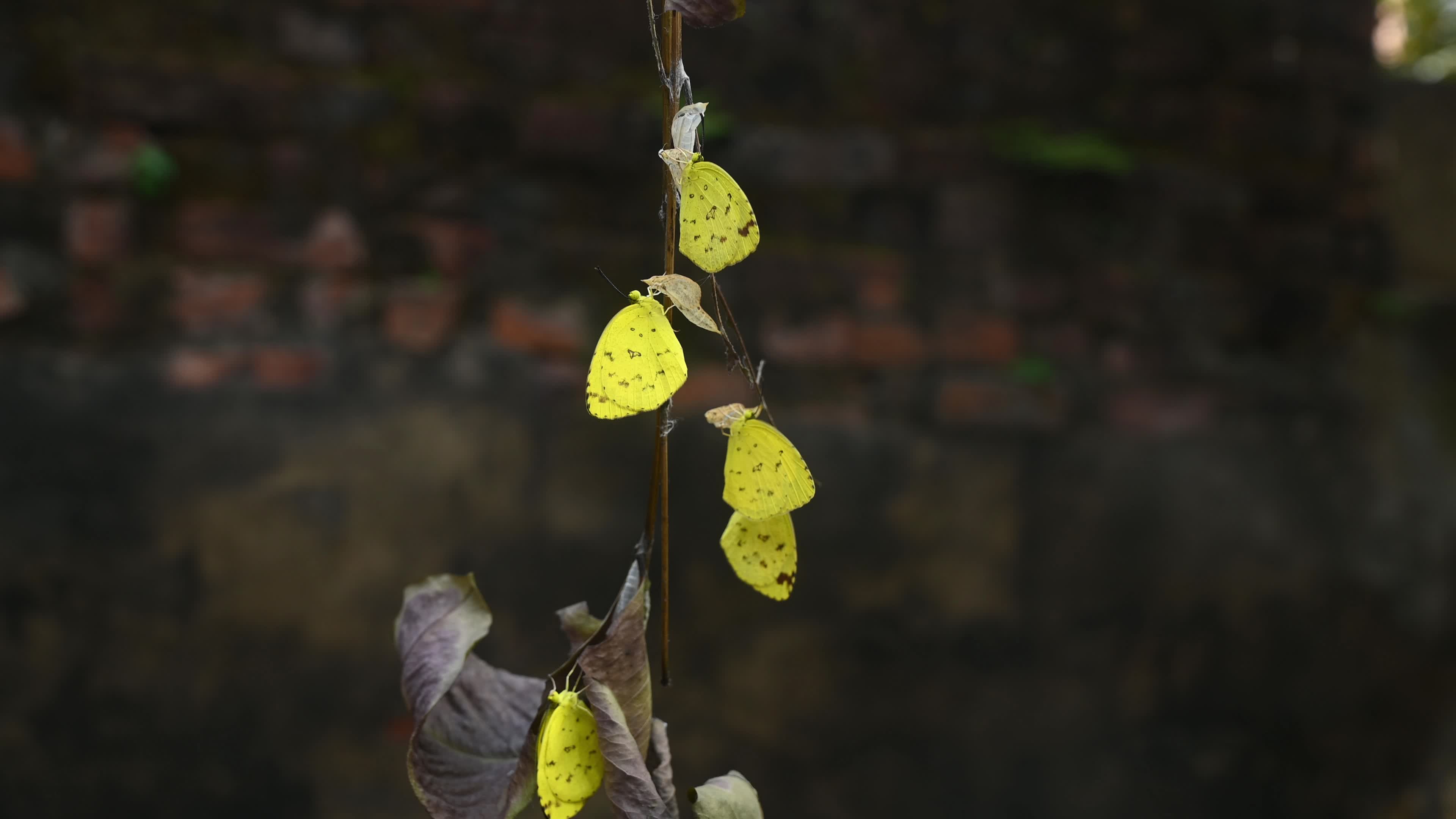 Eurema Hecabe - Common Grass Yellow Butterfly Emerging- Animal India
