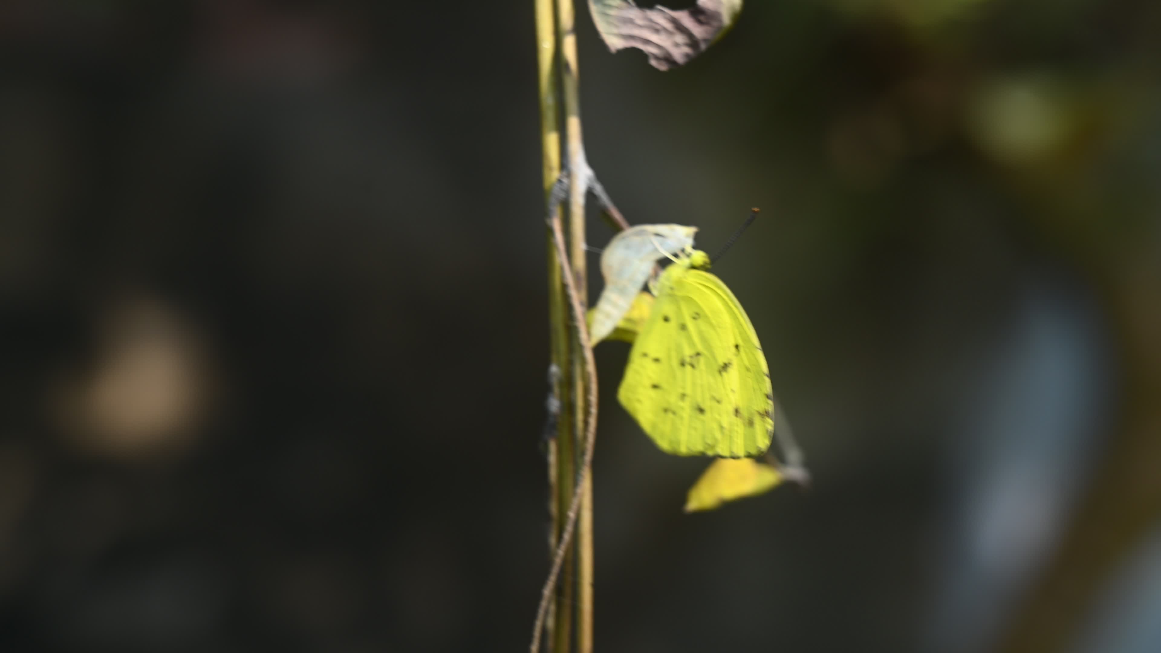 Eurema Hecabe - Common Grass Yellow Butterfly Emerging- Animal India
