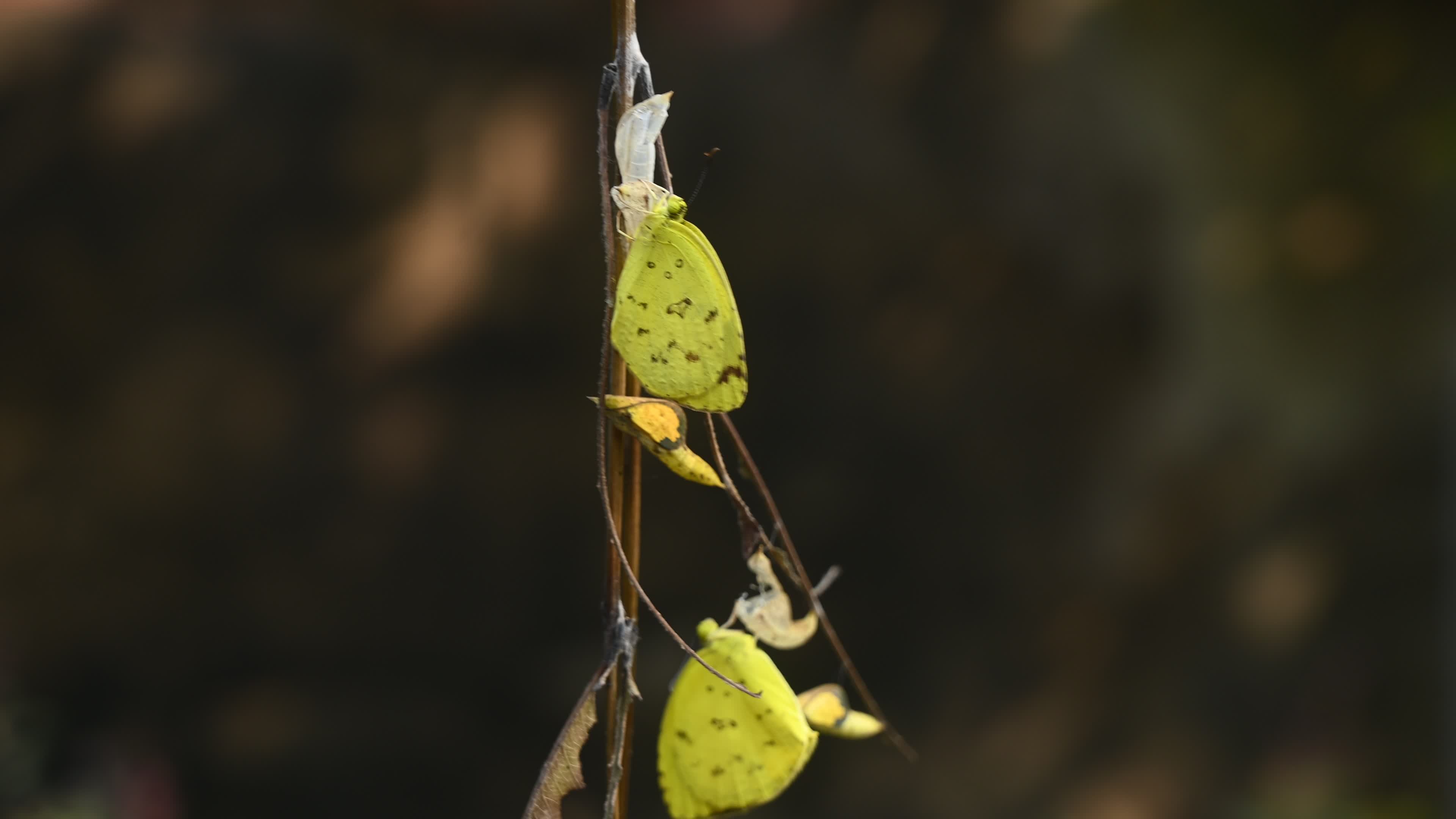 Eurema Hecabe - Common Grass Yellow Butterfly Emerging- Animal India
