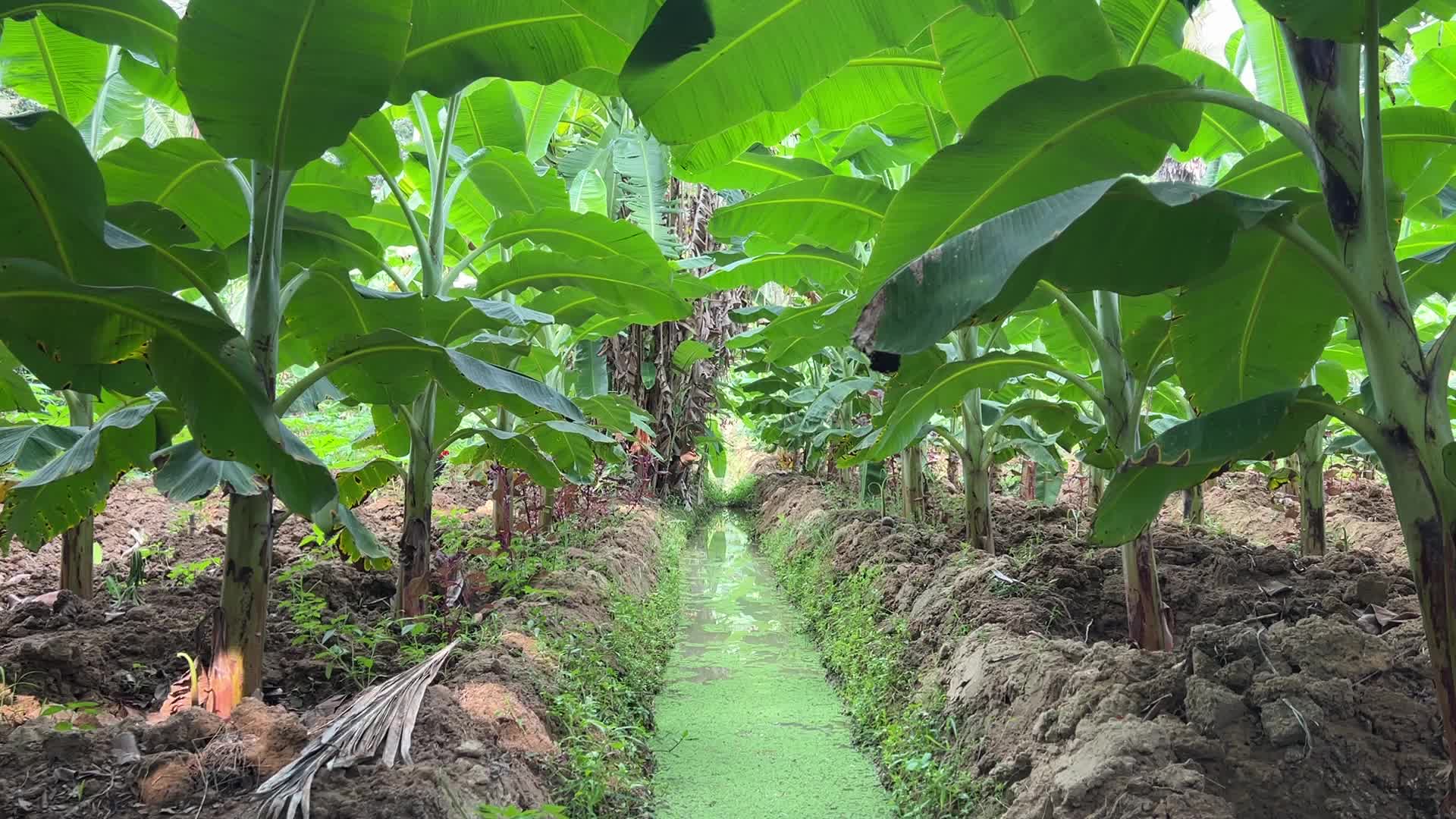 Banana plantation in Paruthiyoor