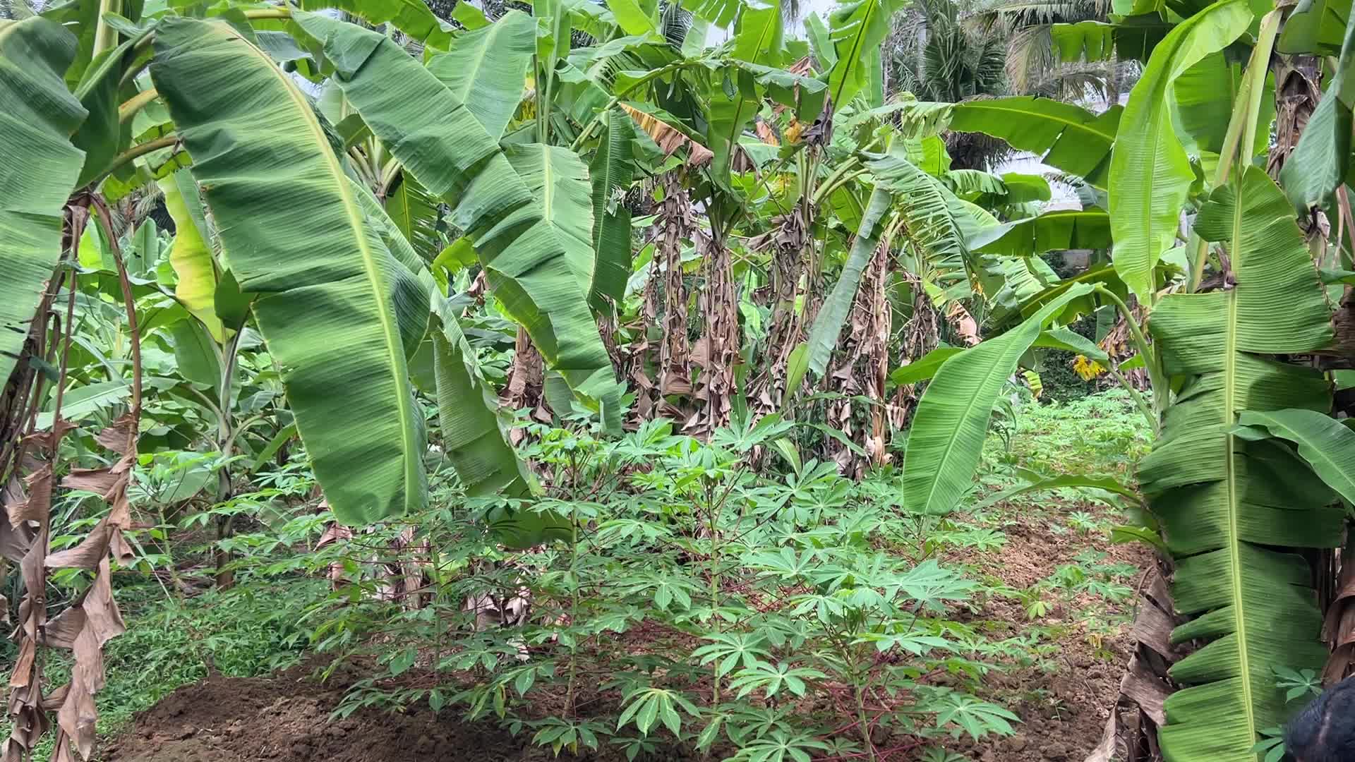 Banana plantation in Paruthiyoor