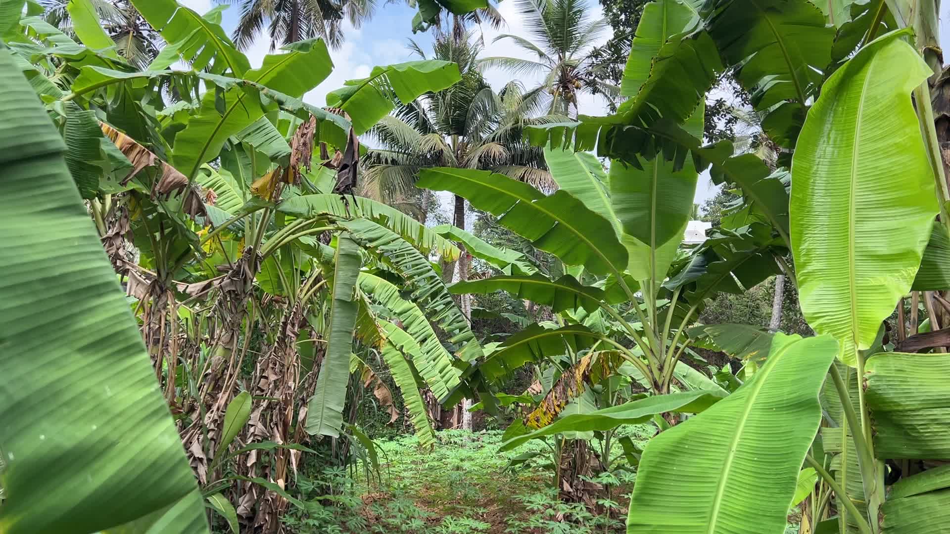 Banana plantation in Paruthiyoor