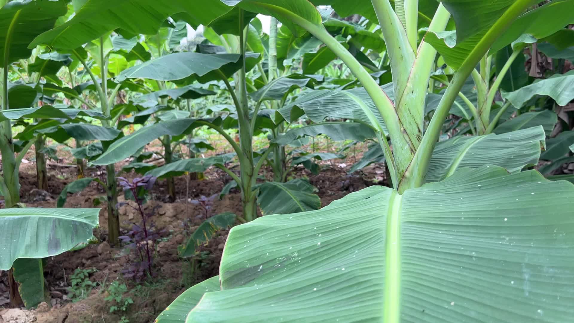 Banana plantation in Paruthiyoor