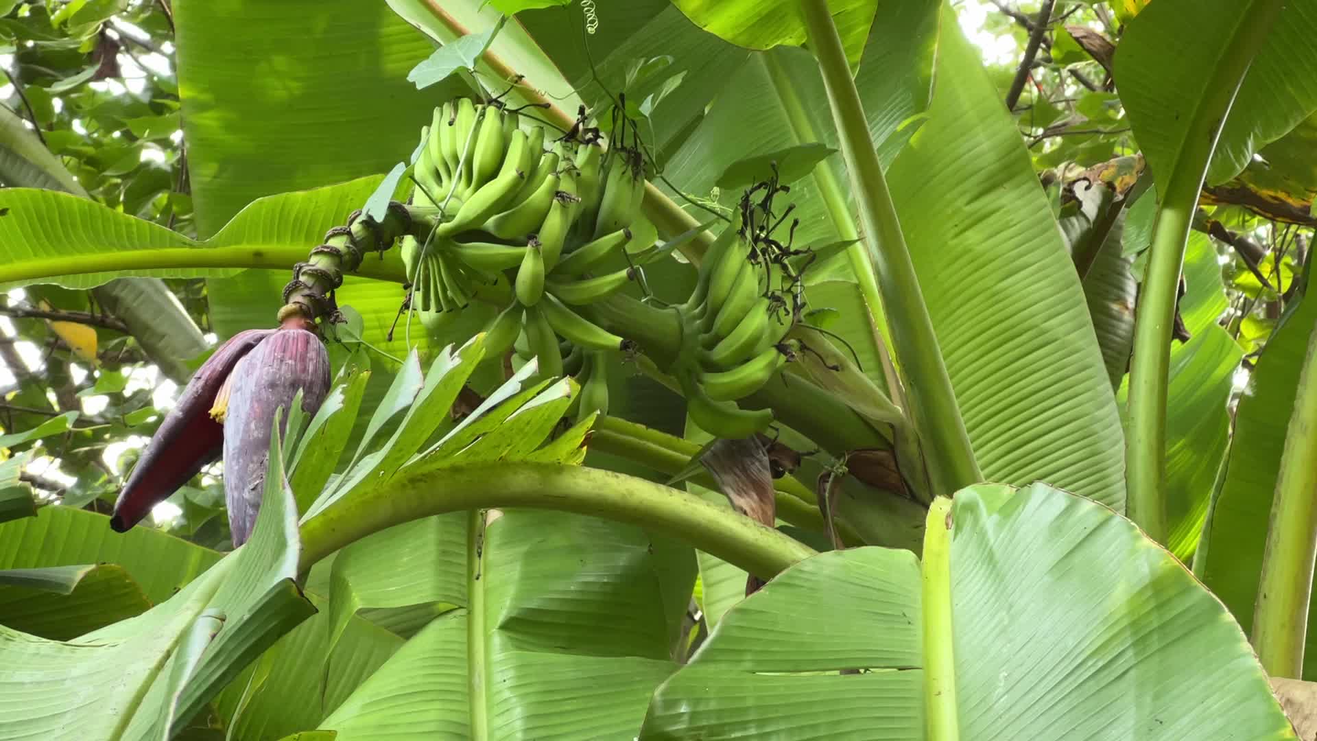 Banana plantation in Paruthiyoor