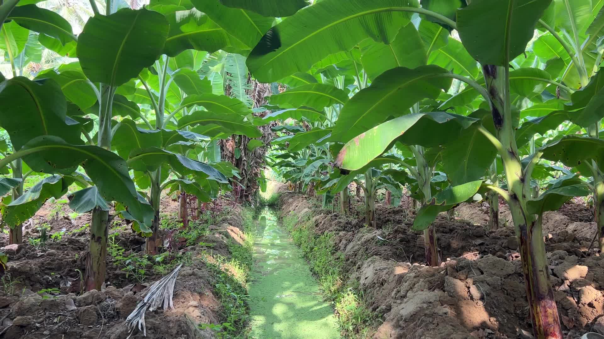 Banana plantation in Paruthiyoor