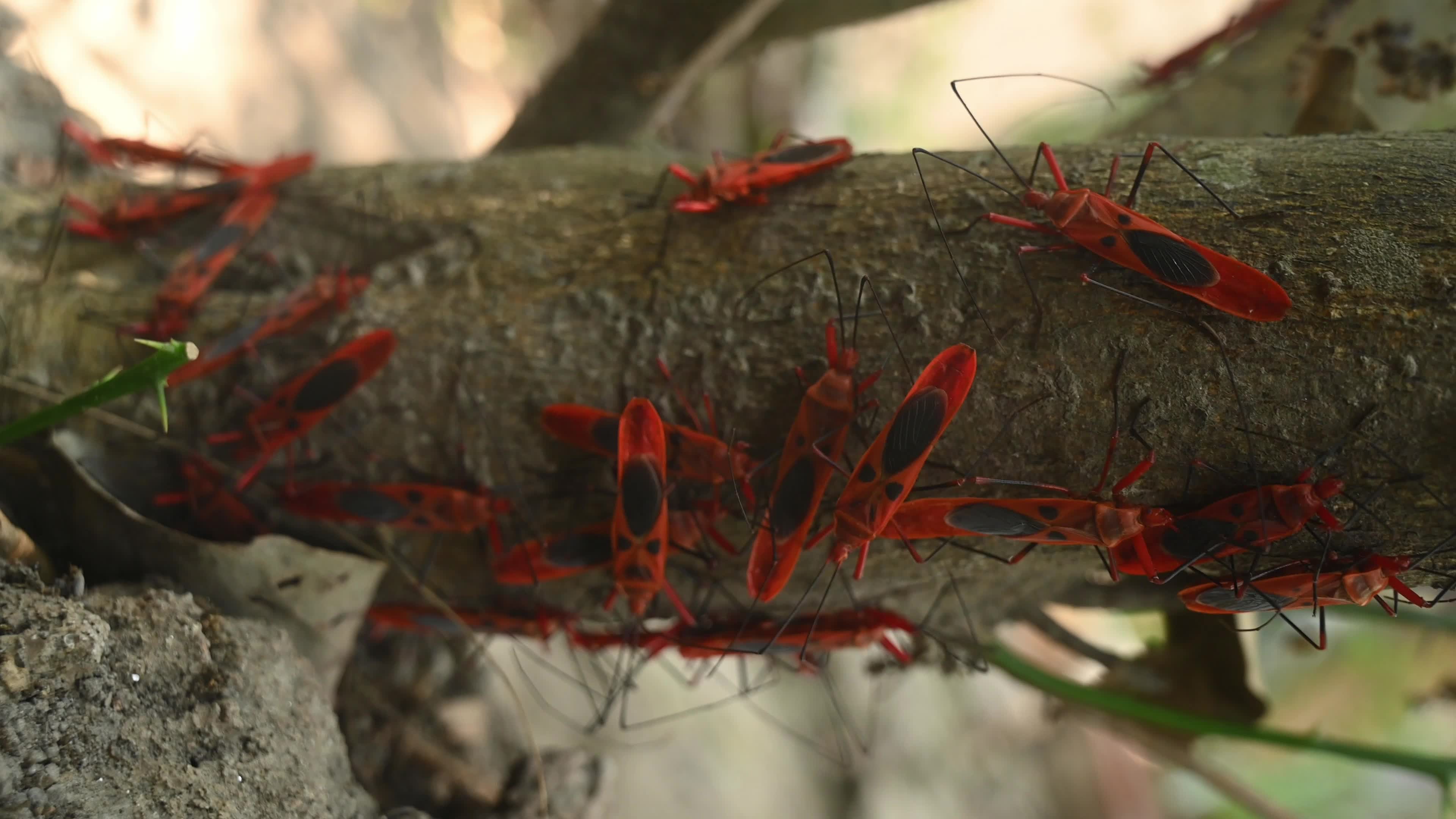 Giant Red Bug colony sitting in a row on Leaves - Macrocheiria grandis 