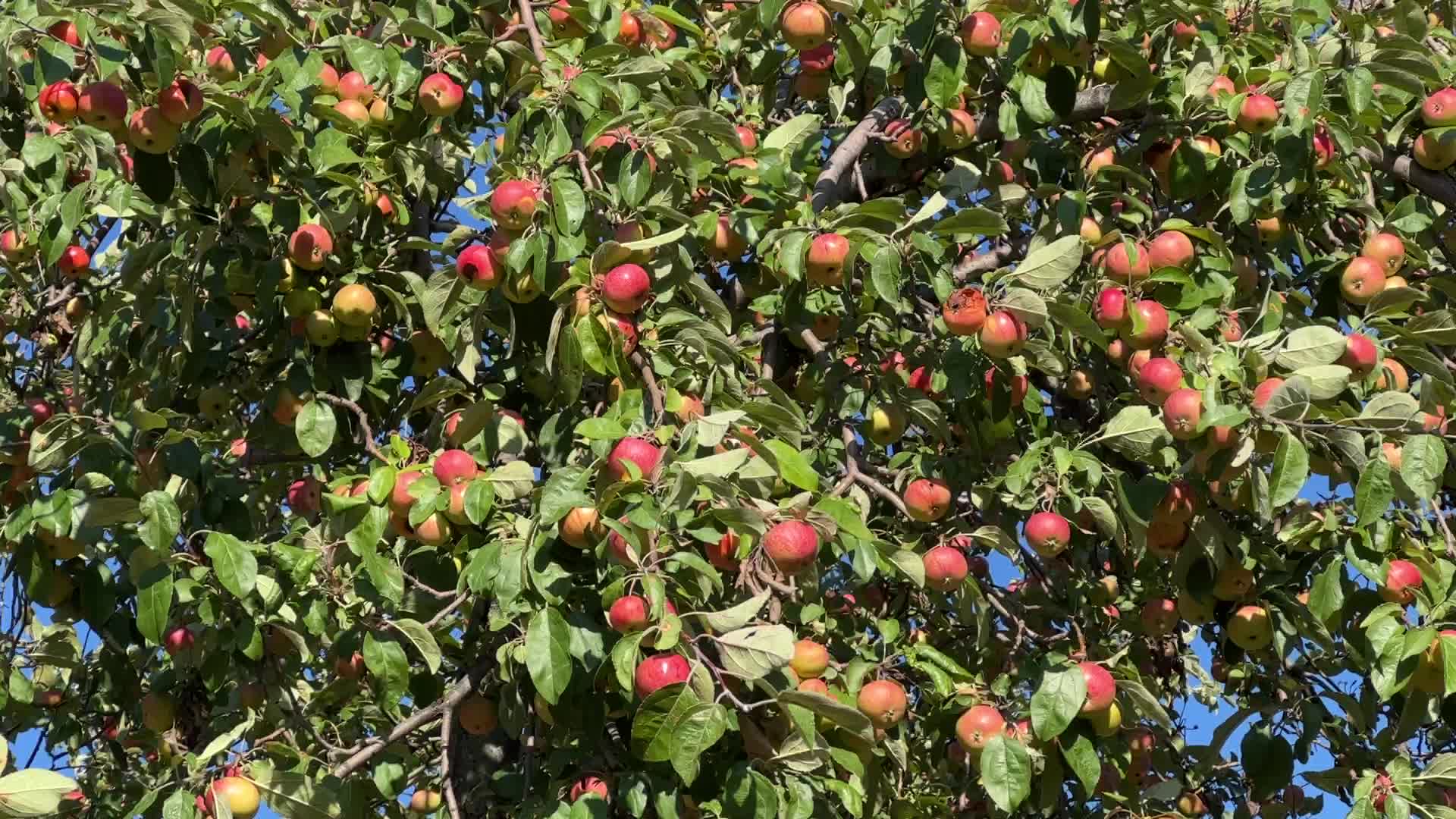 Apples growing on an apple tree