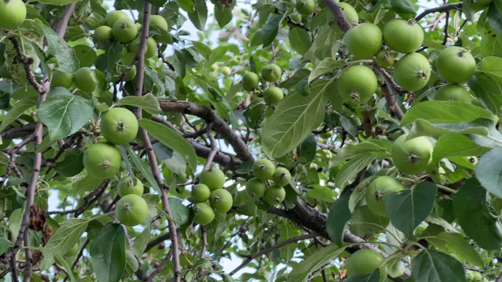 Apples growing on an apple tree