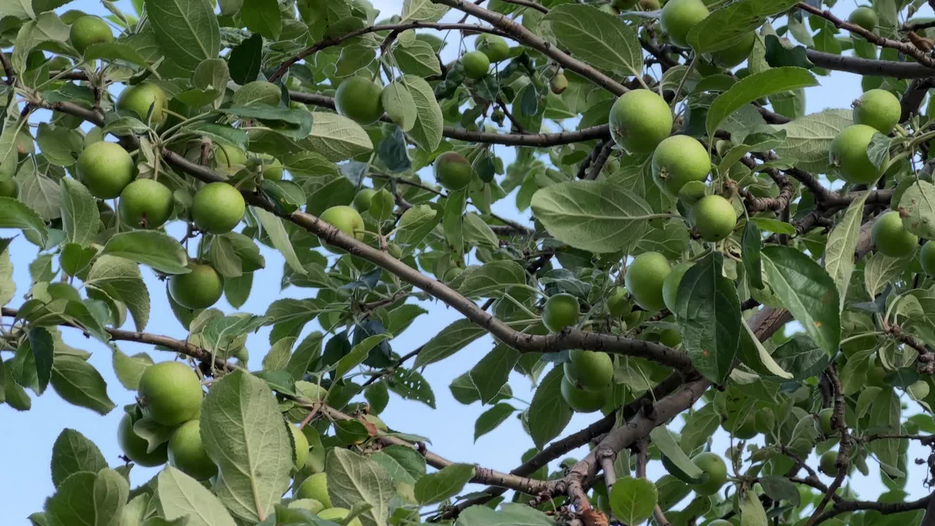 Apples growing on an apple tree