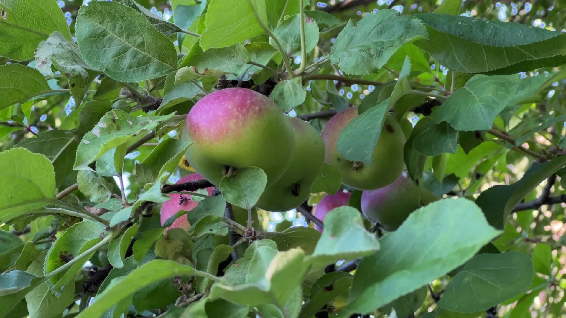 Apples growing on an apple tree