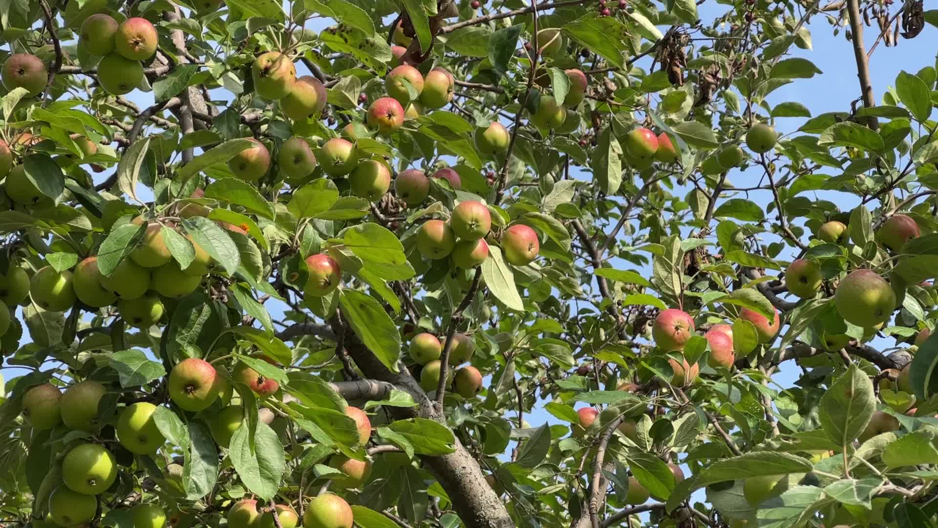 Apples growing on an apple tree
