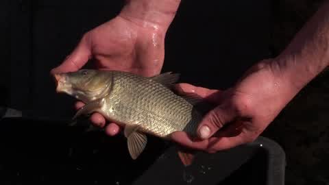 More than 5 tons of young fish of carps released into the Dnieper River in Kiev