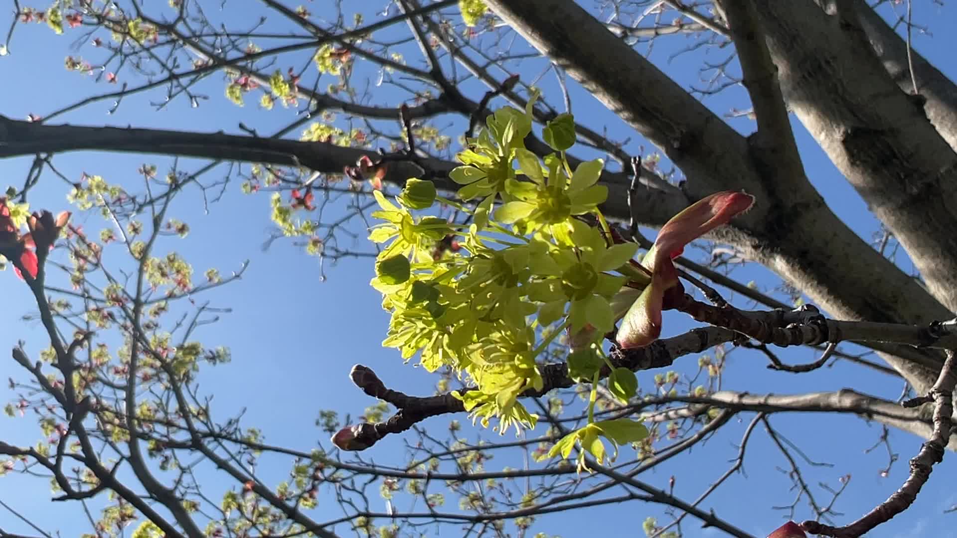 Leaves begin to develop as maple trees flower and buds open during the Spring season