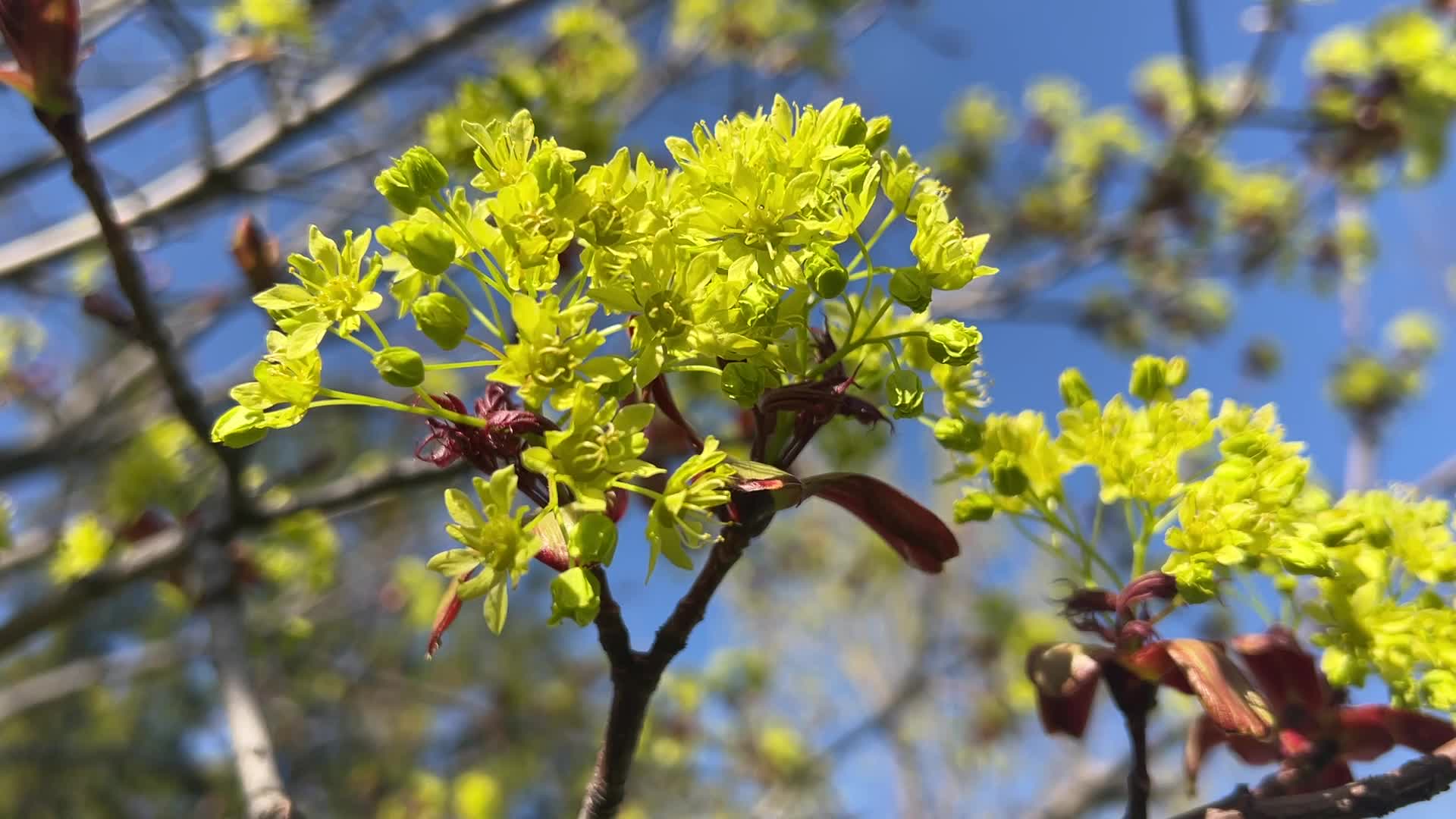 Leaves begin to develop as maple trees flower and buds open during the Spring season