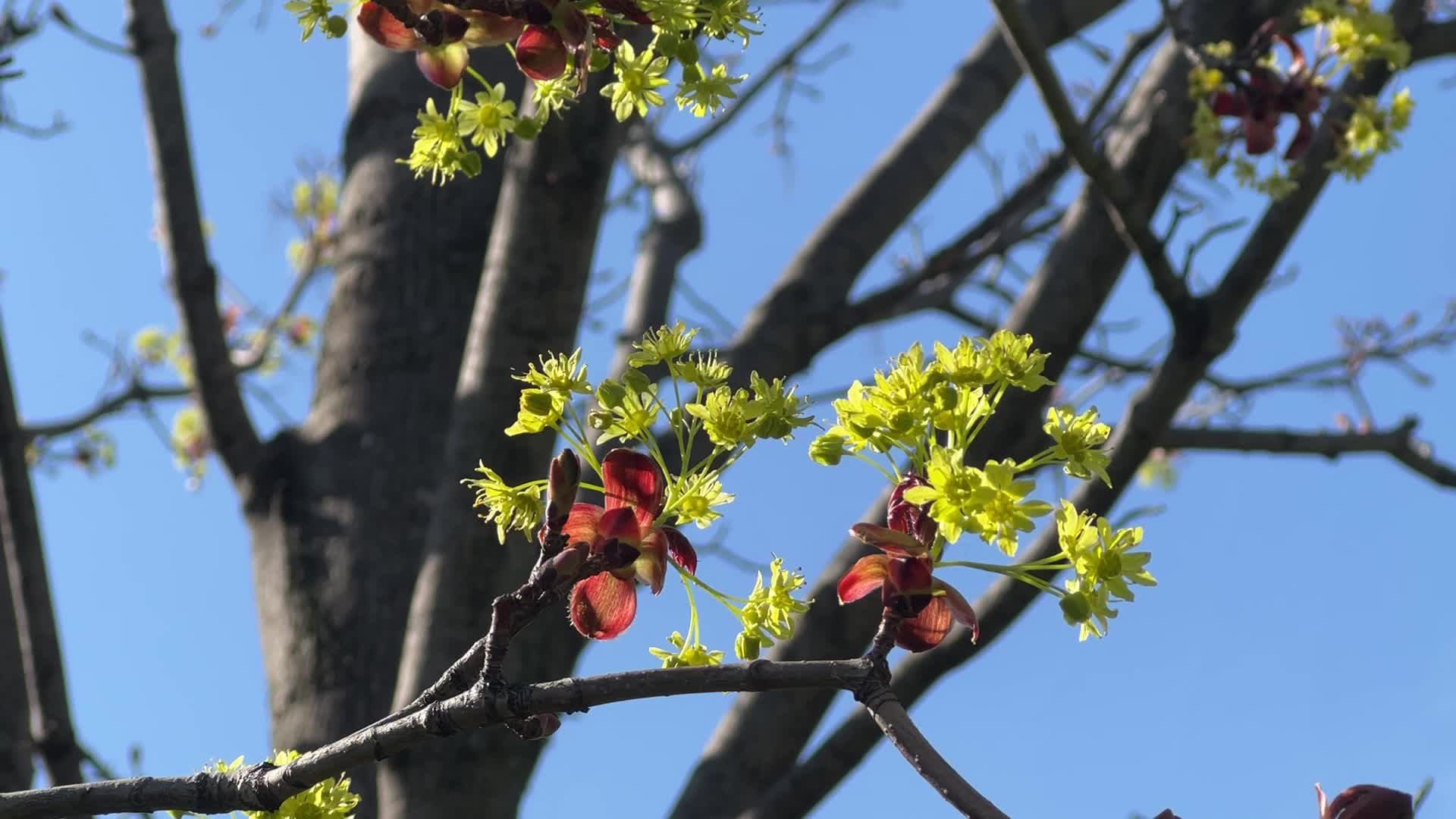 Leaves begin to develop as maple trees flower and buds open during the Spring season