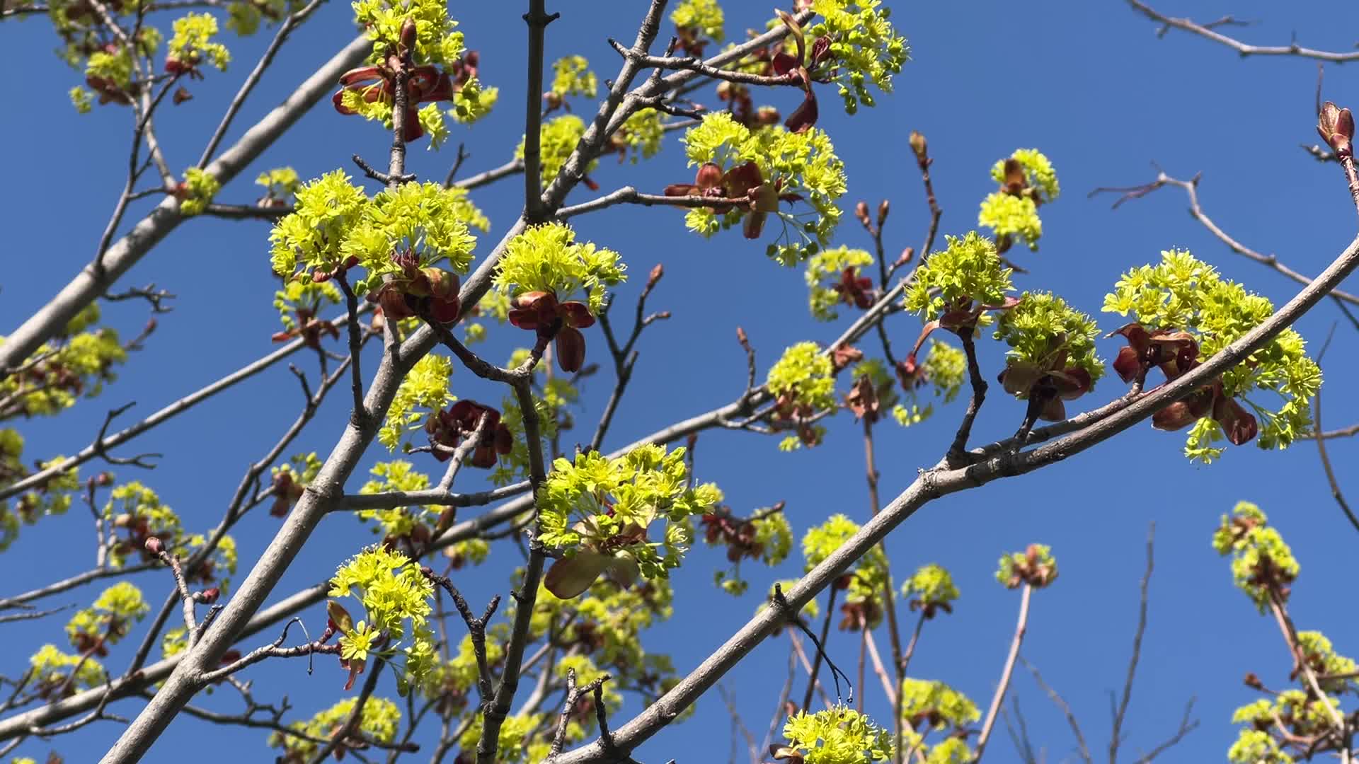 Leaves begin to develop as maple trees flower and buds open during the Spring season