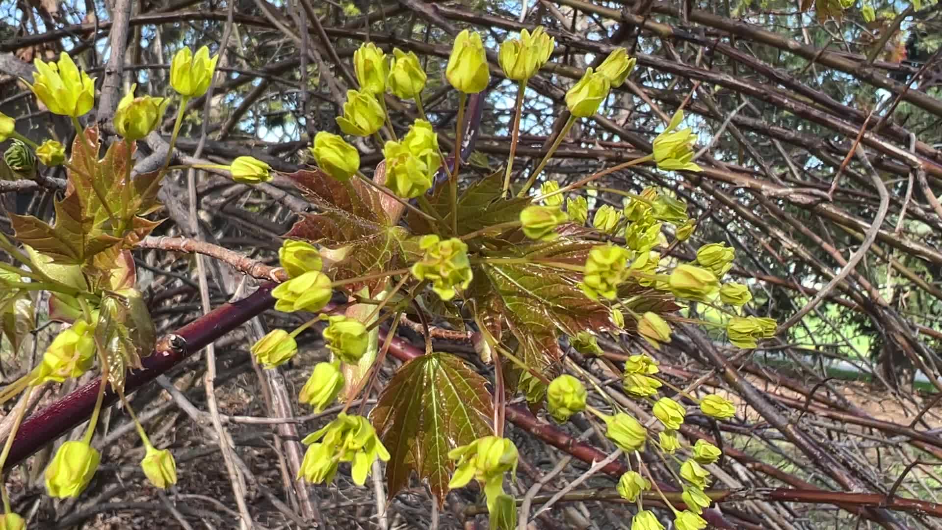 Leaves begin to develop as maple trees flower and buds open during the Spring season