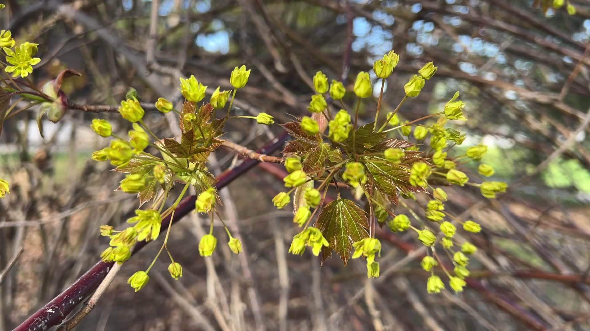Leaves begin to develop as maple trees flower and buds open during the Spring season