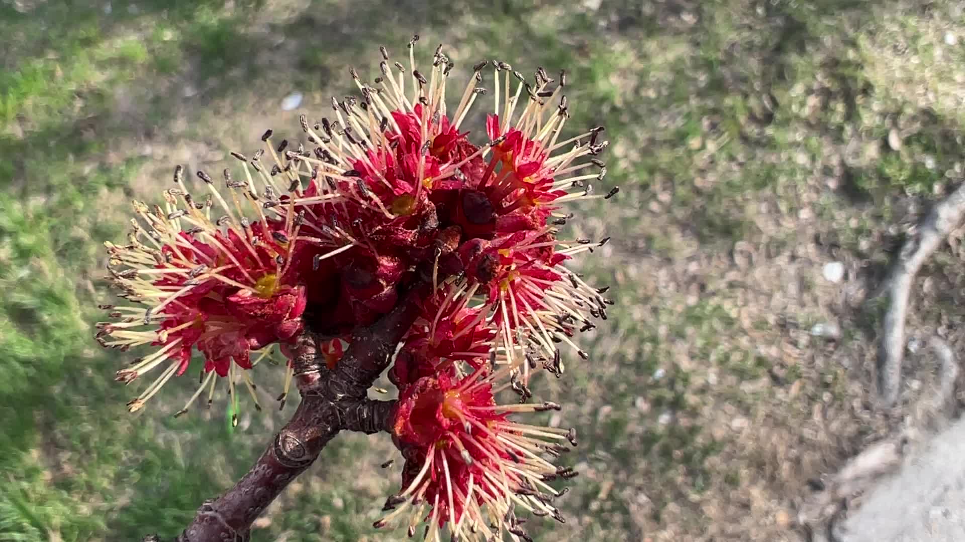 Leaves begin to develop as maple trees flower and buds open during the Spring season