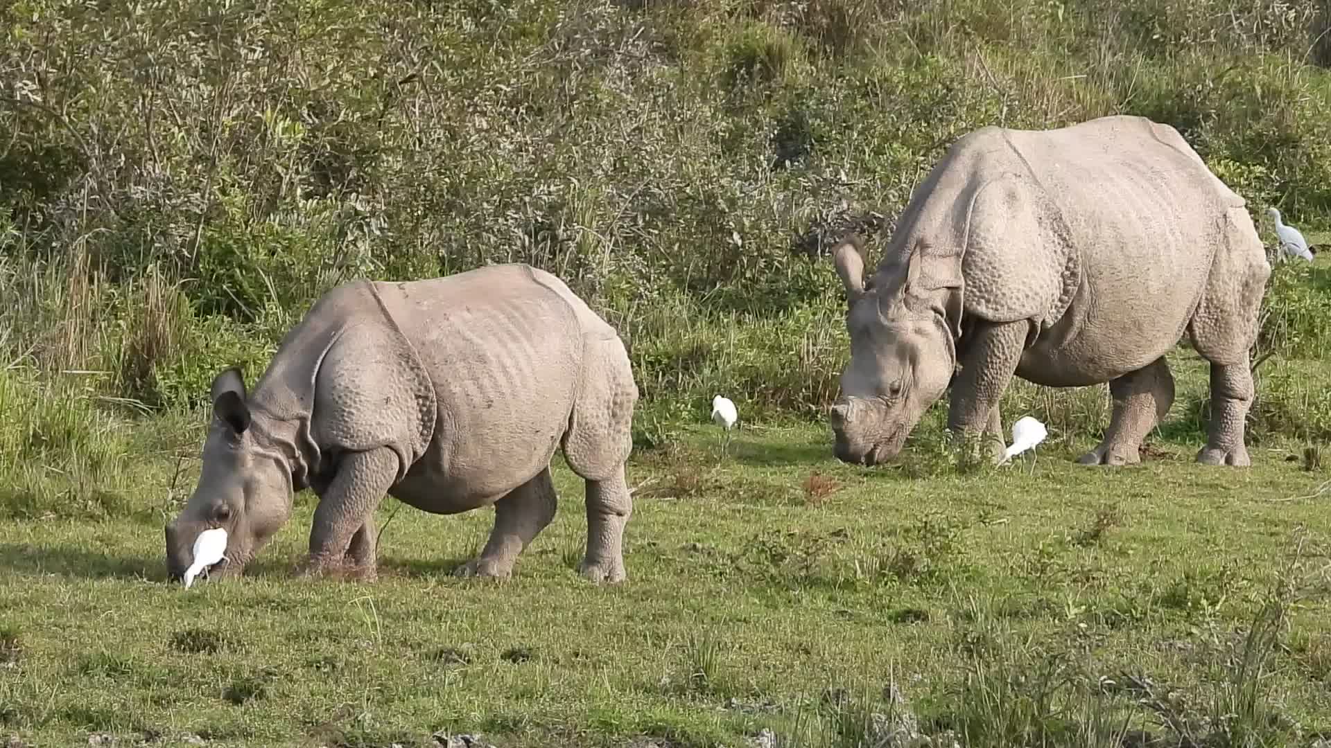 One-horned rhinoceros in Kaziranga 