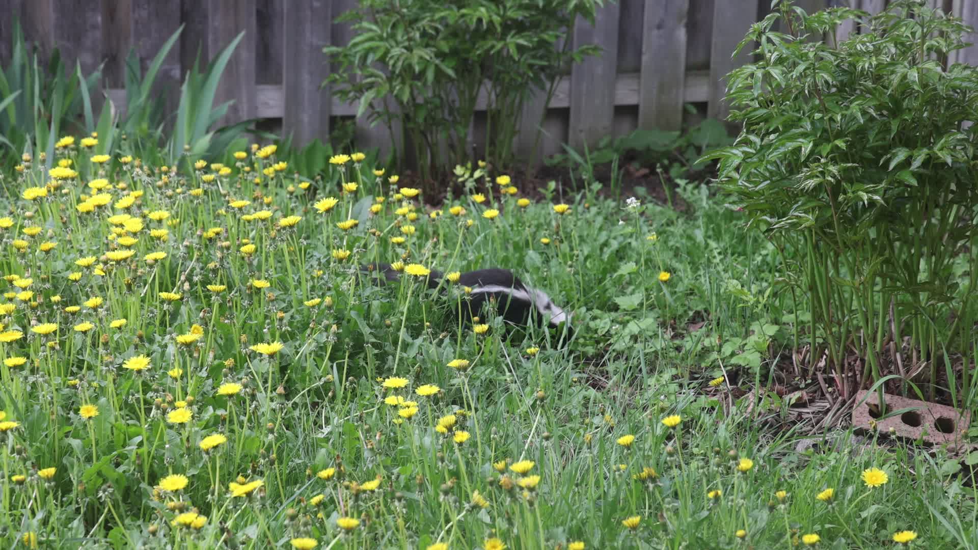 Skunk
