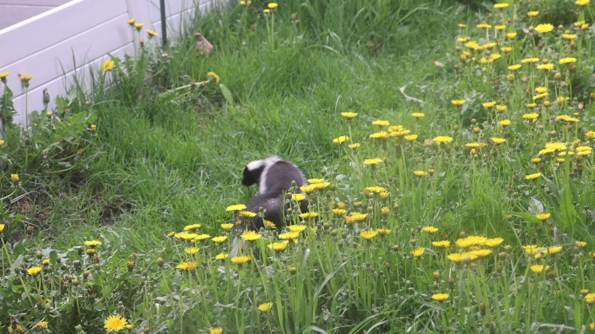 Skunk
