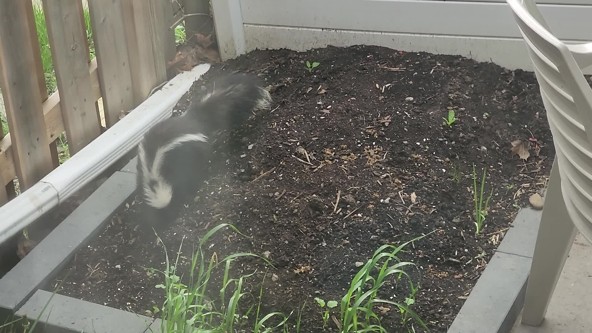 Skunk