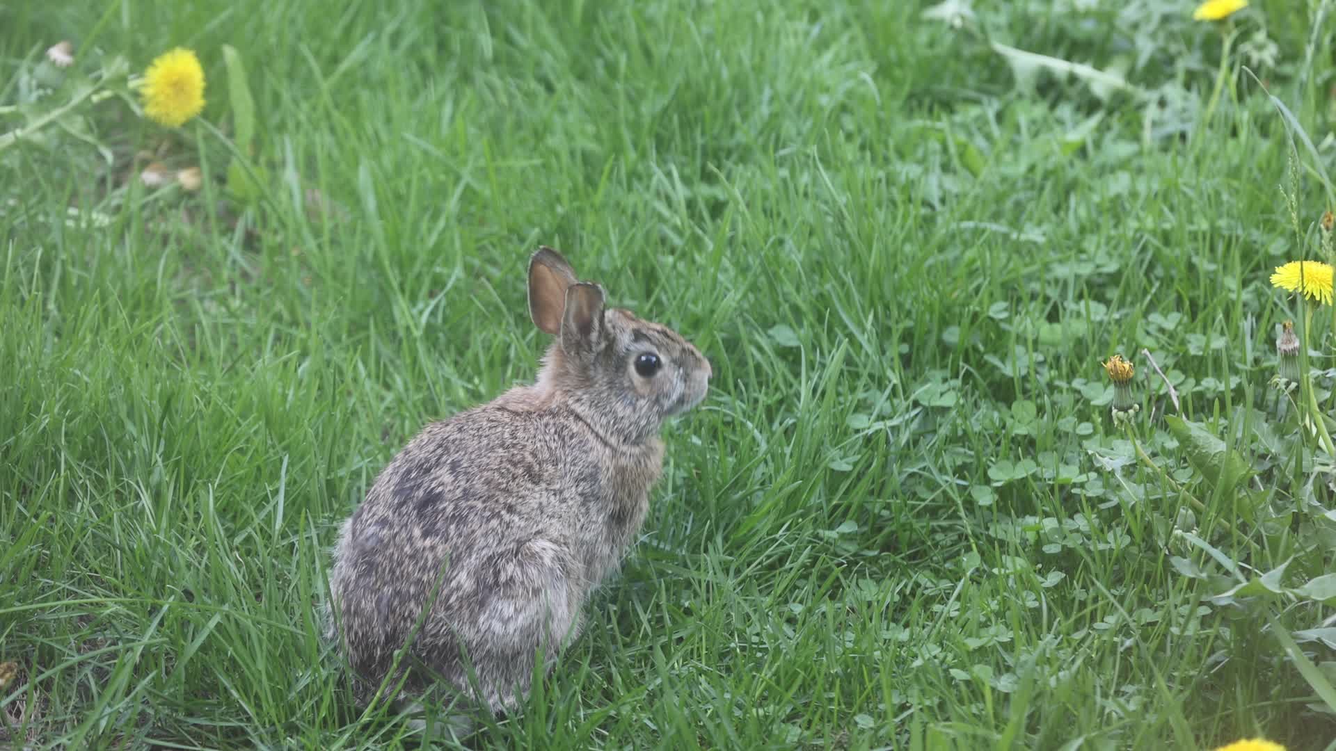 Wild rabbit during the Spring season in Toronto