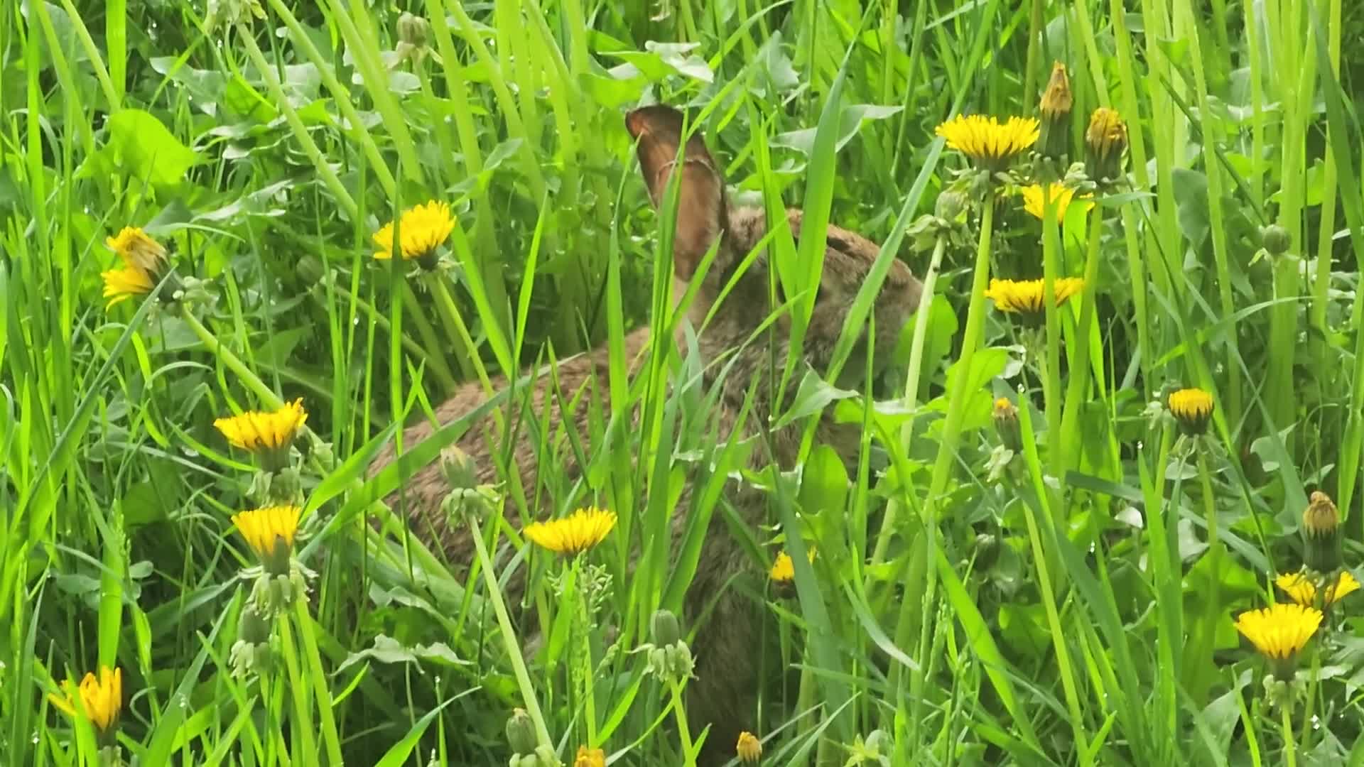 Wild rabbit during the Spring season in Toronto