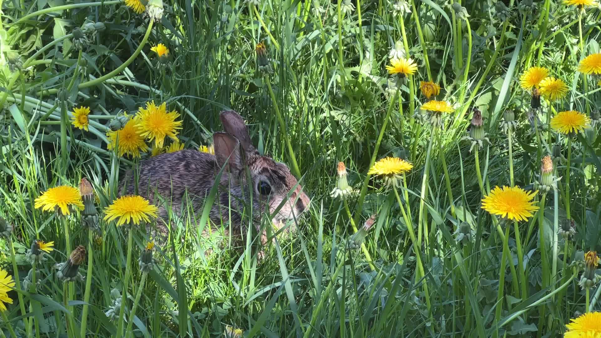 Wild rabbit during the Spring season in Toronto