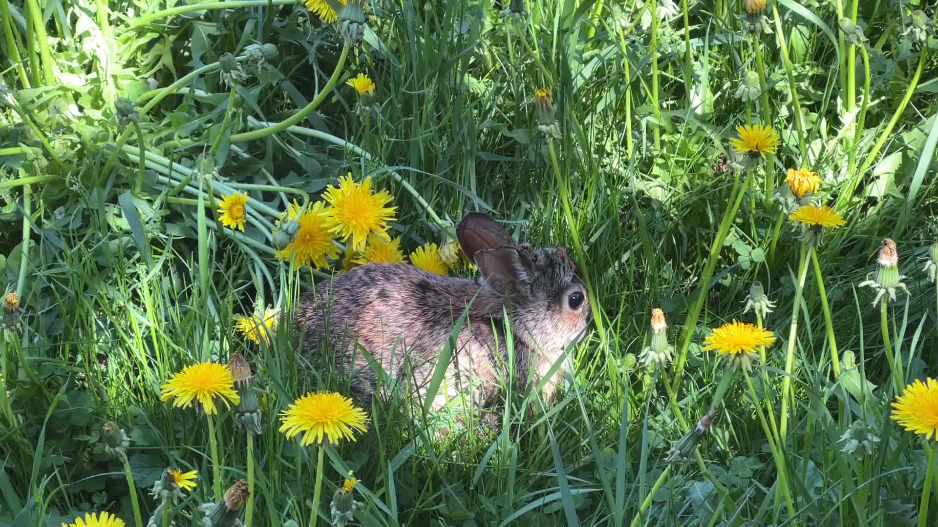 Wild rabbit during the Spring season in Toronto