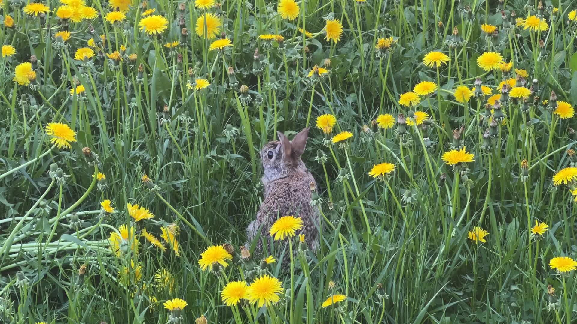 Wild rabbit during the Spring season in Toronto