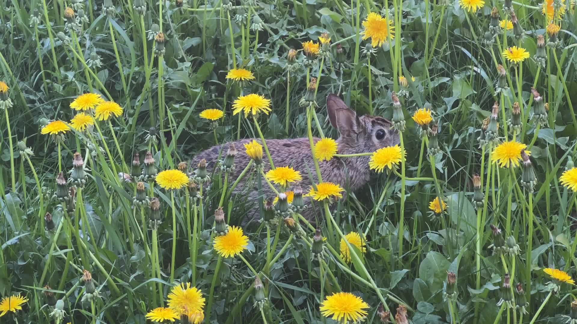 Wild rabbit during the Spring season in Toronto