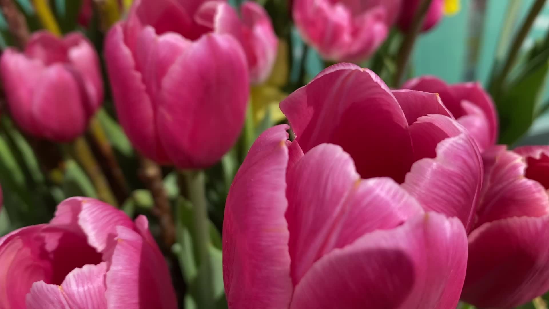 Spring season in Toronto, Canada